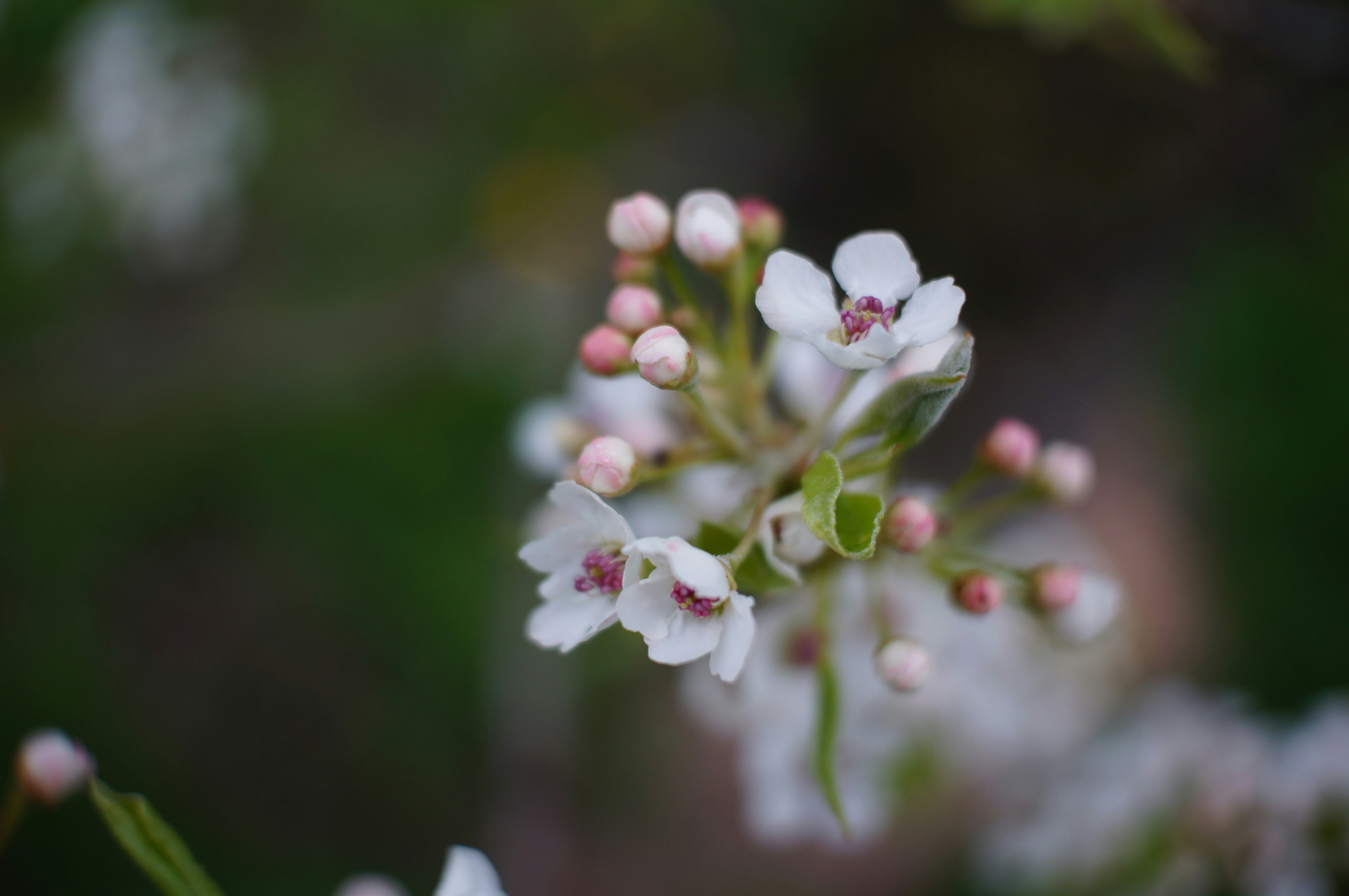 Photo by gentle_robin