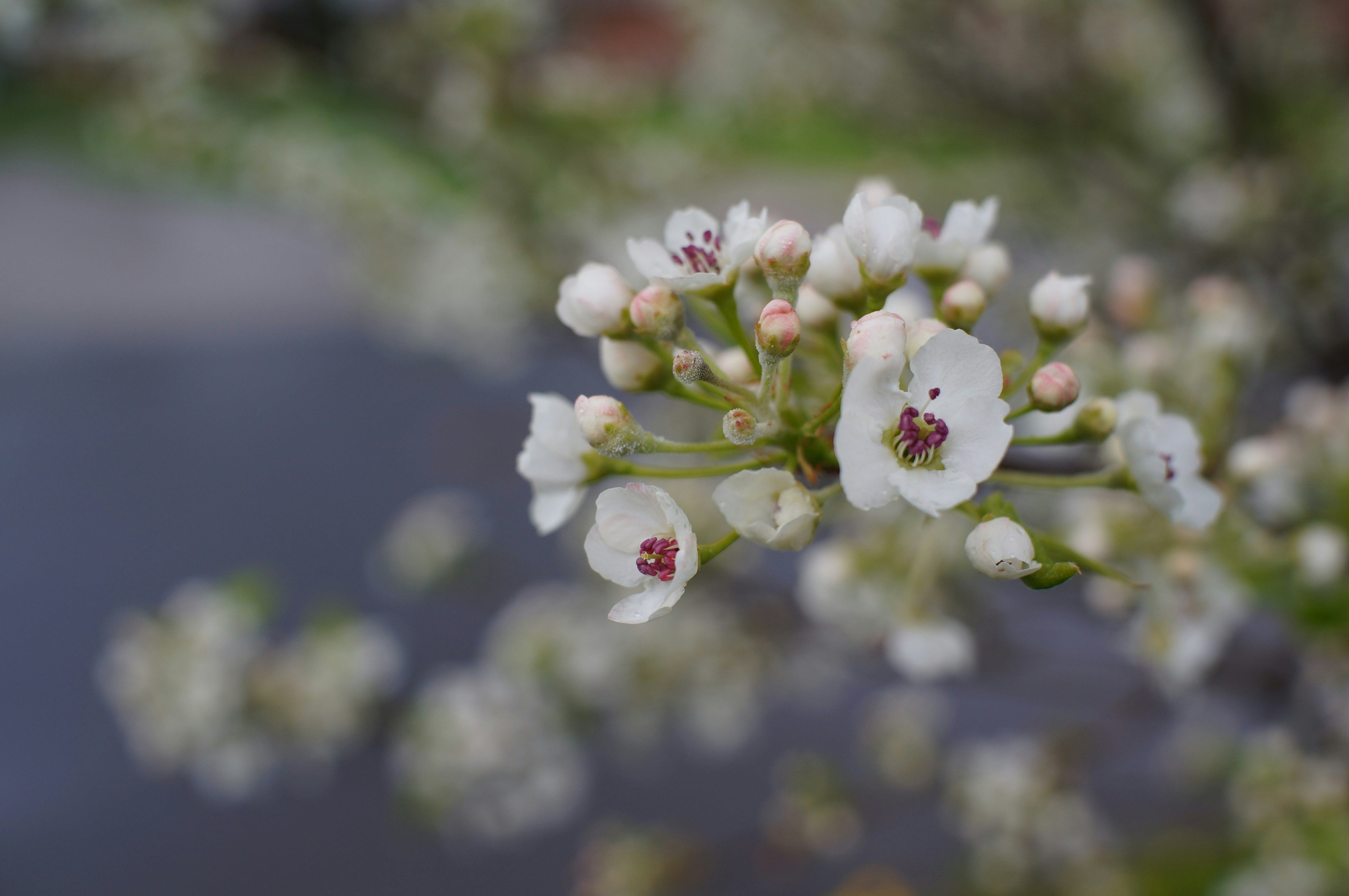 Photo by gentle_robin