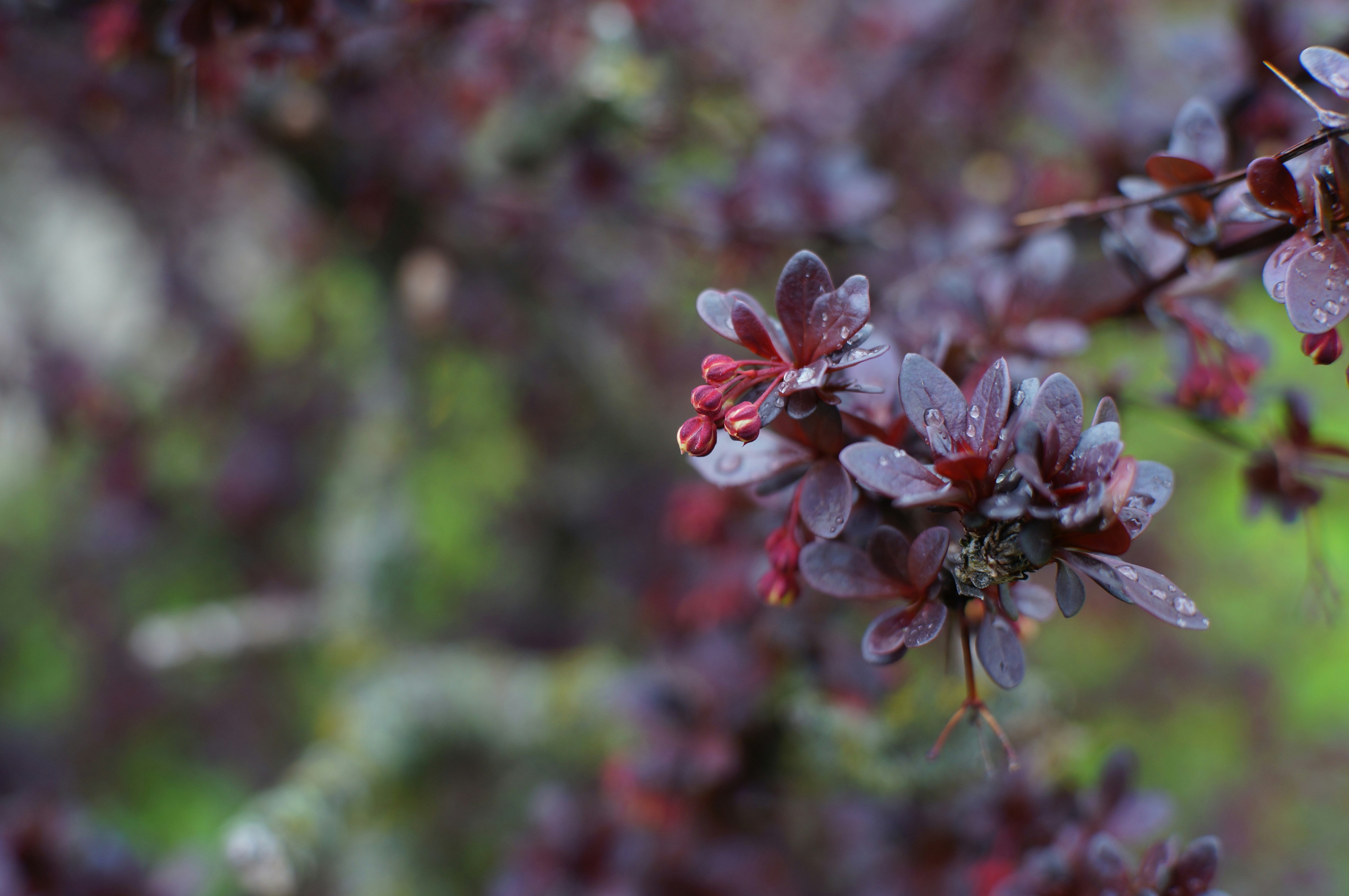 Photo by gentle_robin