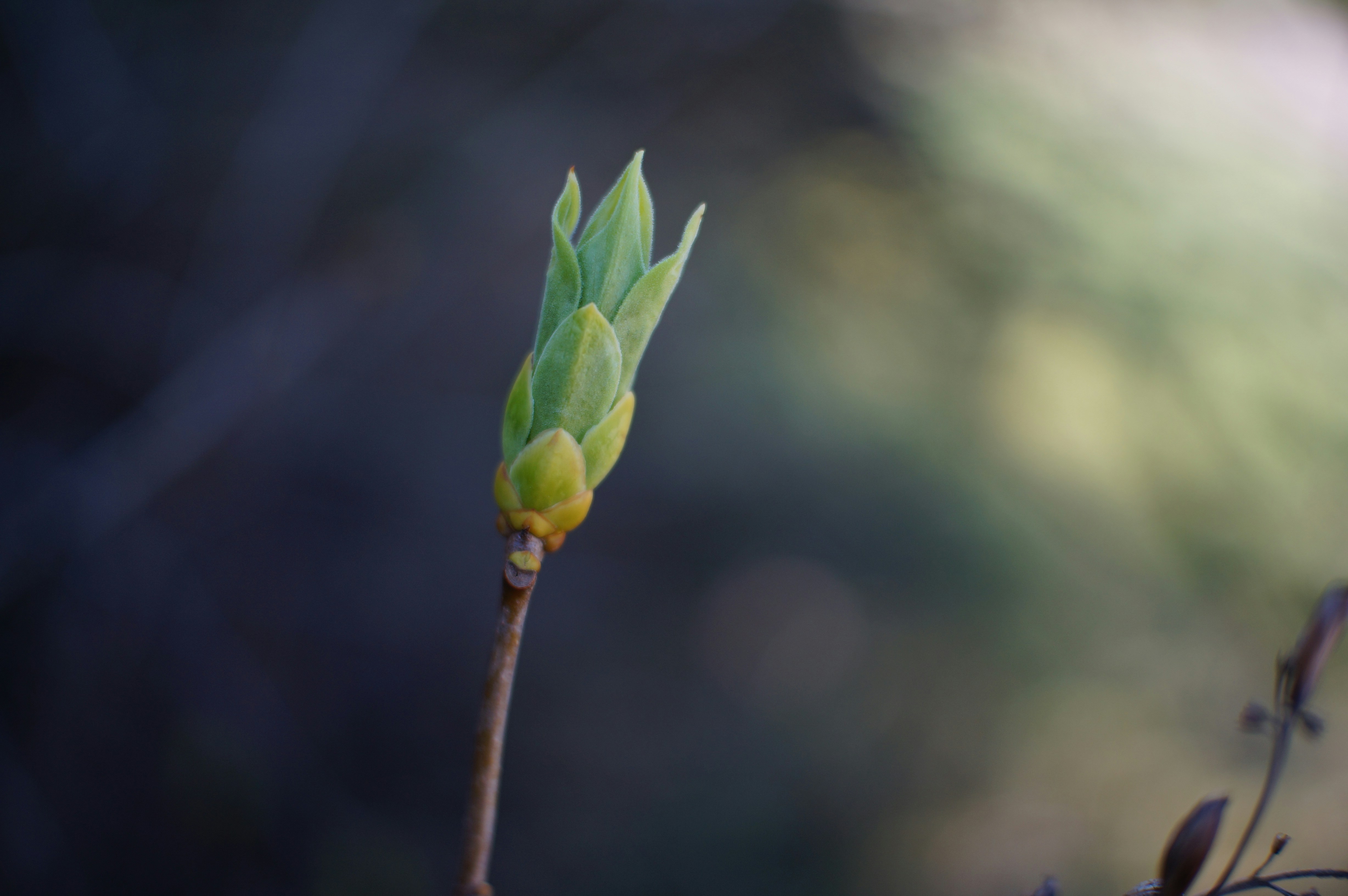 Photo by gentle_robin