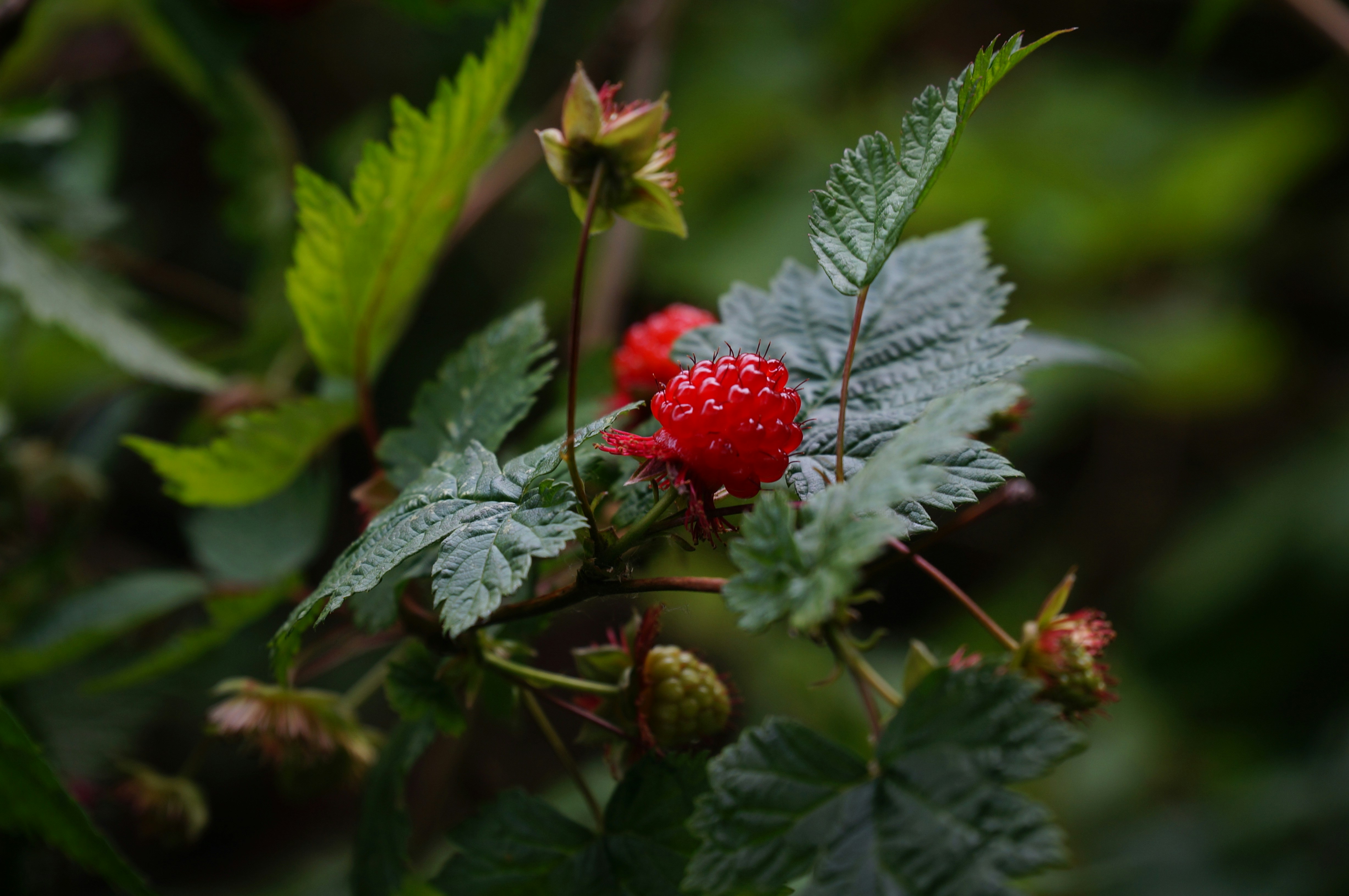 Photo by gentle_robin