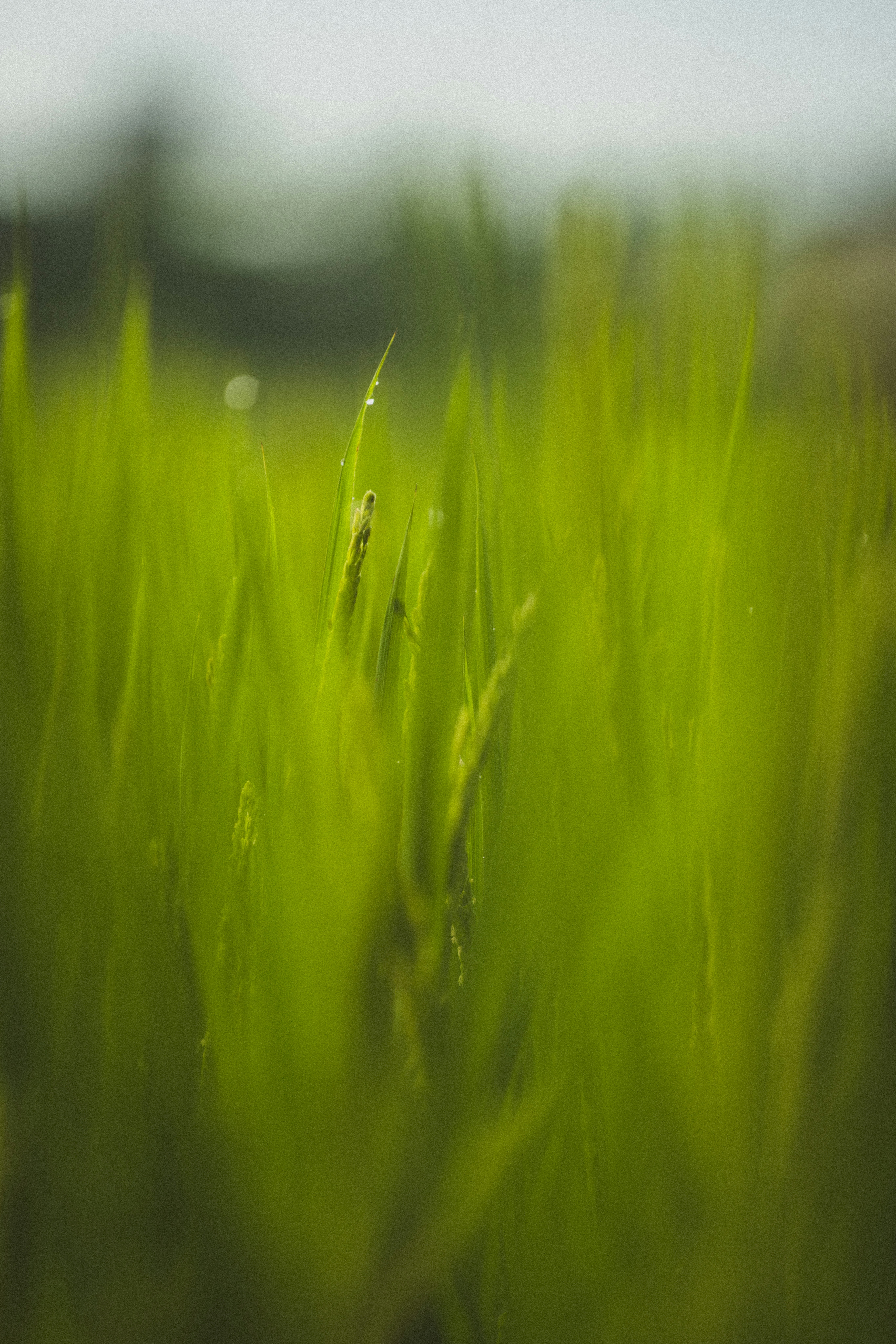 Photo by miloleetw