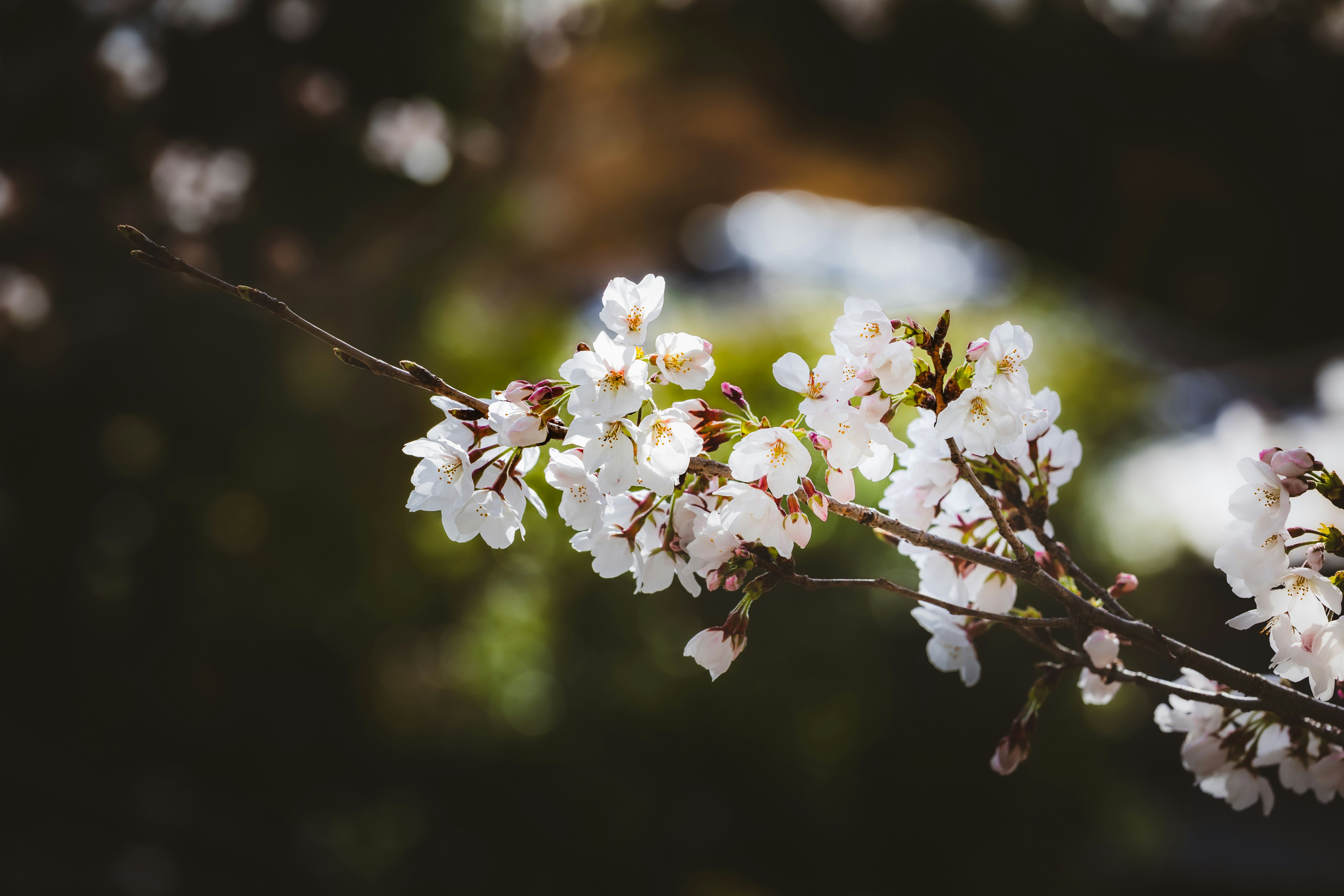 Photo by wenhao_ruan