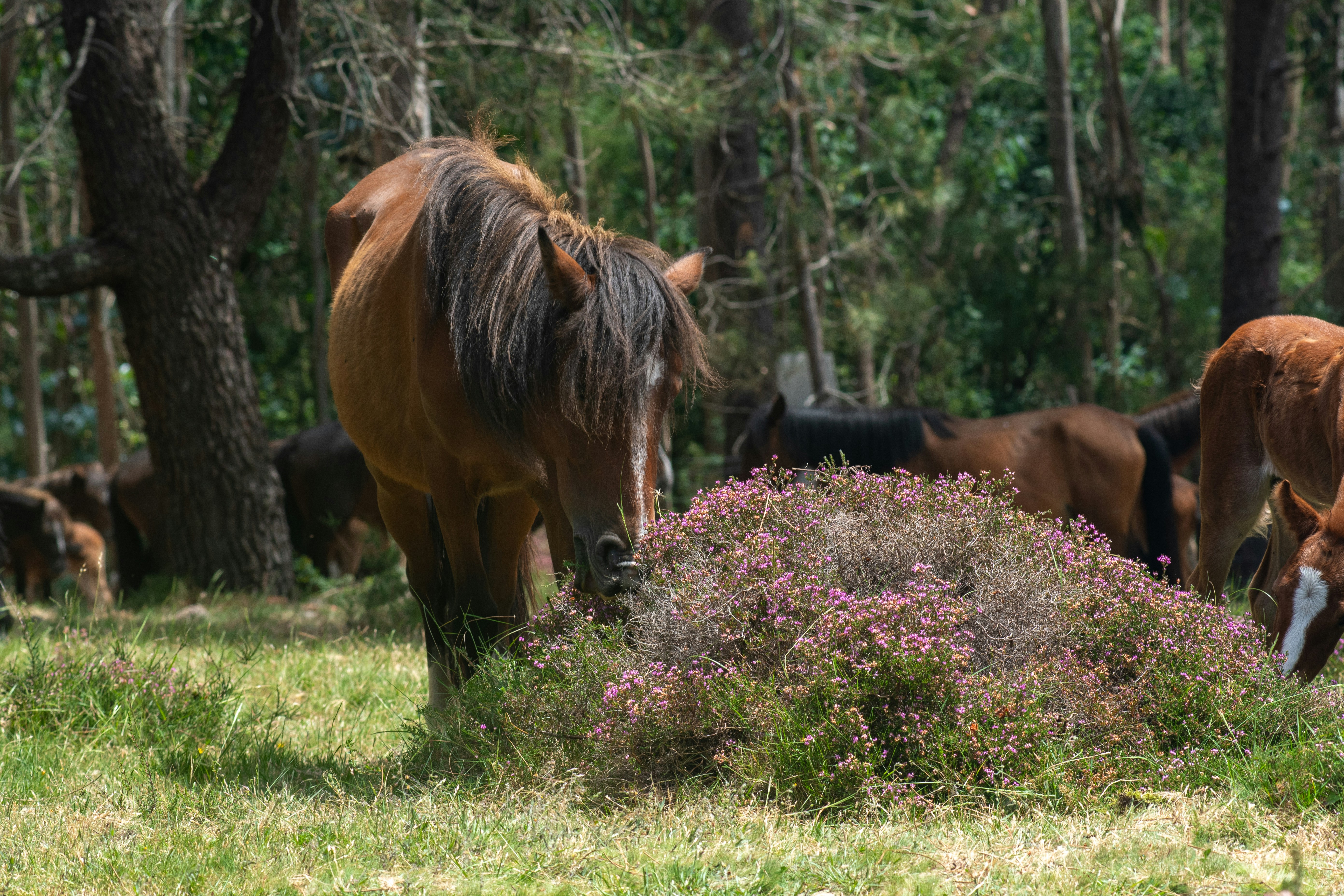 Horses graze peacefully in a vibrant, grassy meadow.