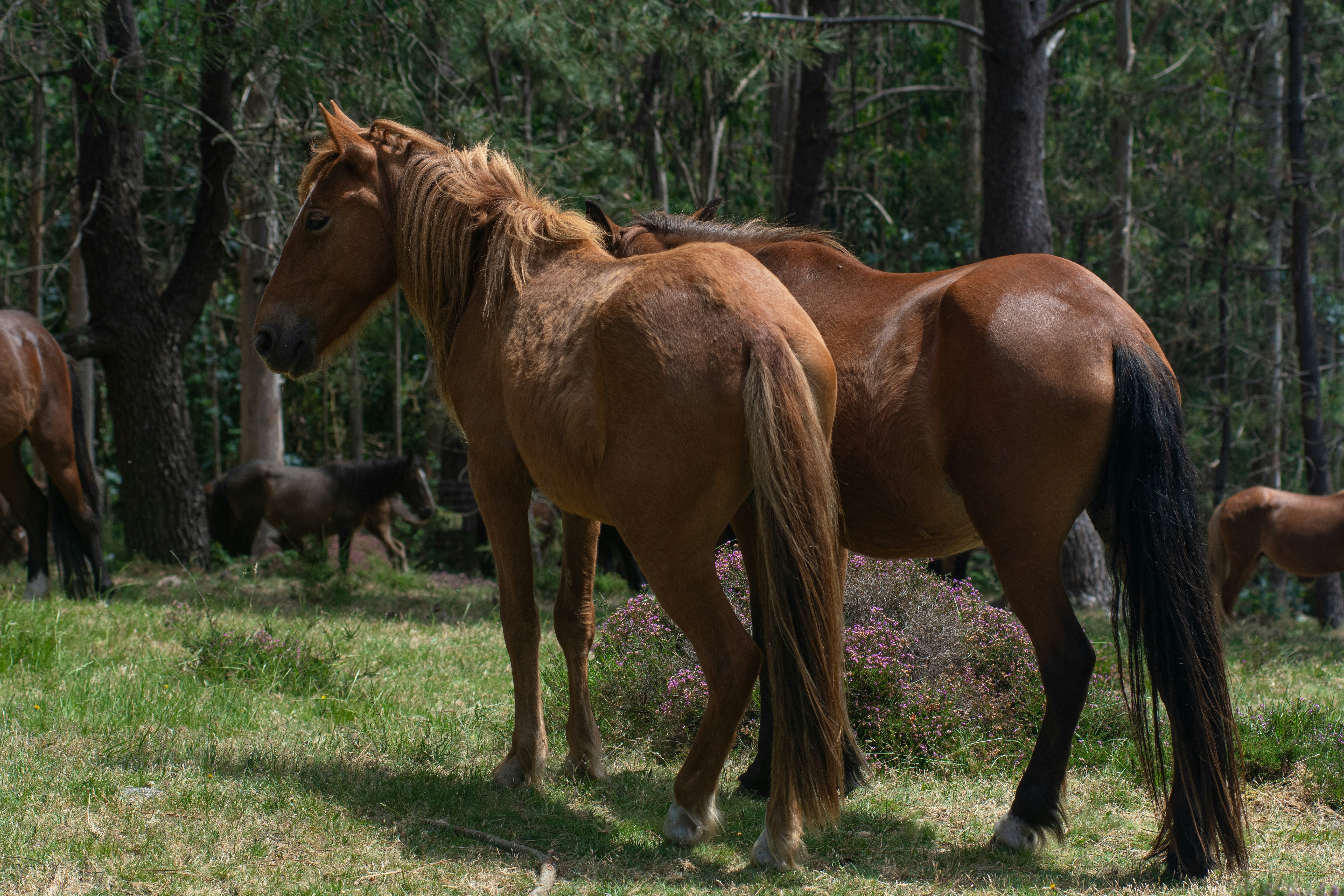 Horses are standing in a grassy, forested area.