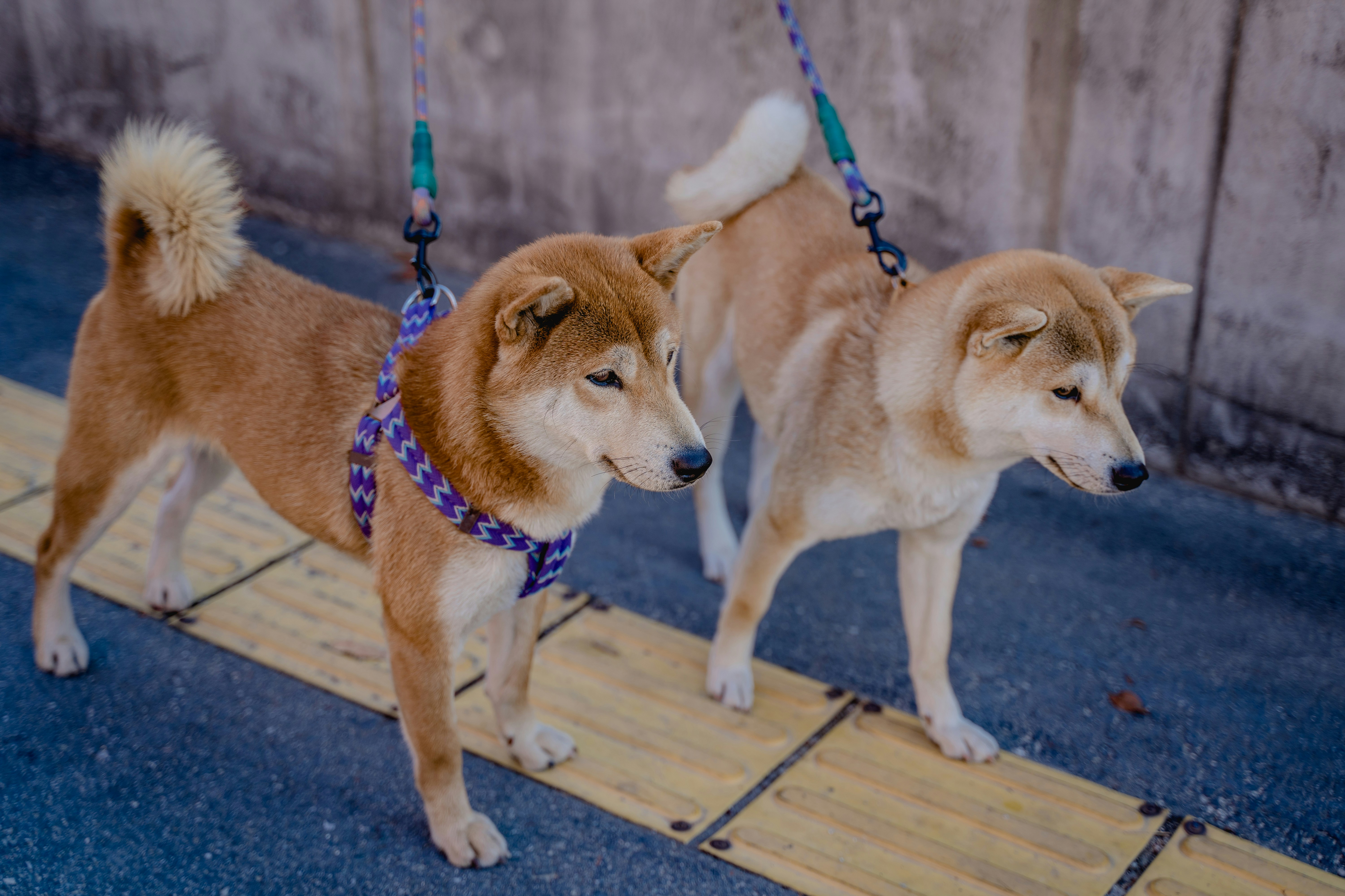 DIY Korean-Style Pet Treats