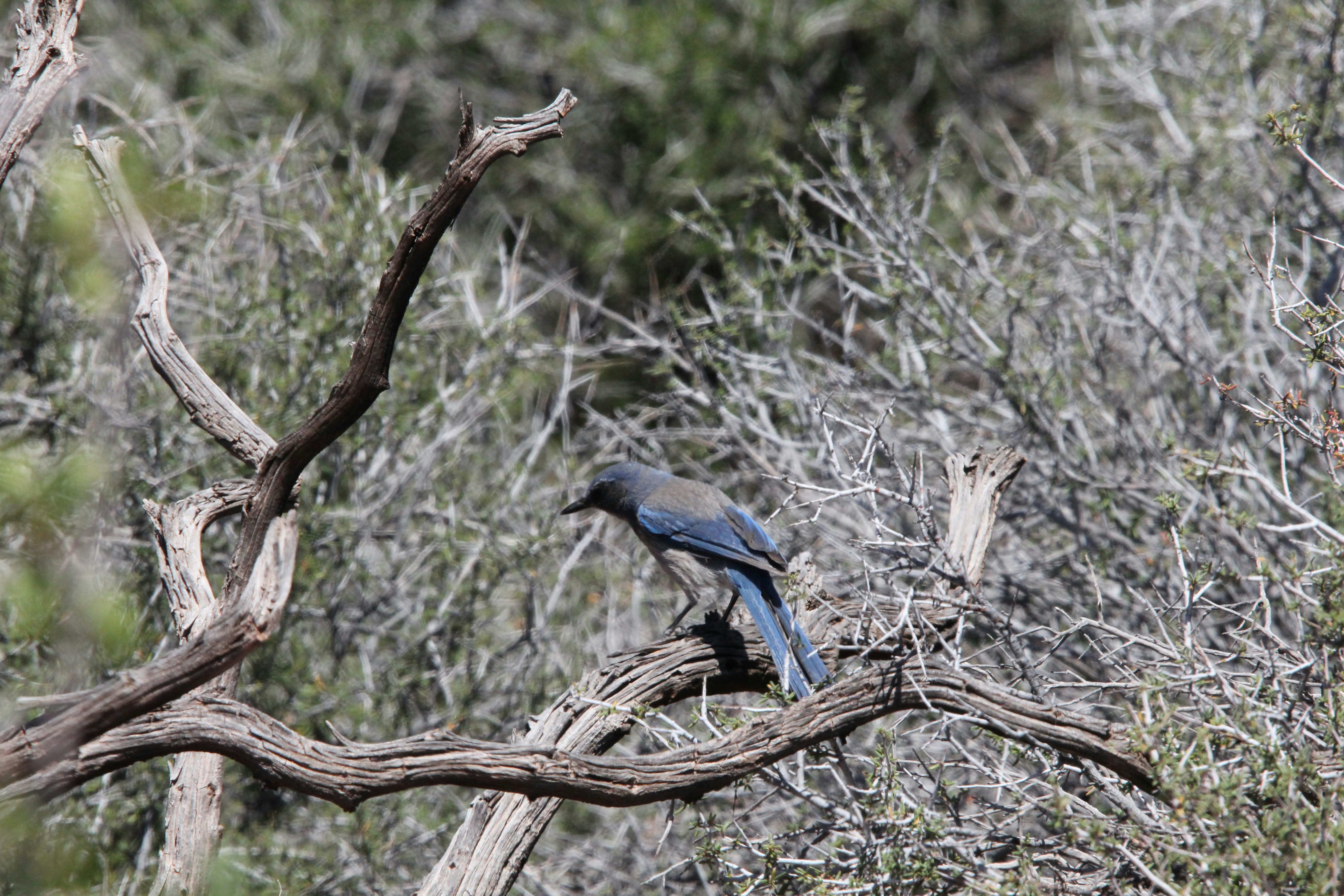 A blue bird sits on a tree branch.