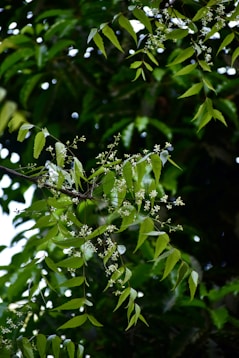 Leaves and flowers bloom on a tree branch.