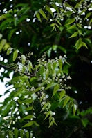 Neem Leaf