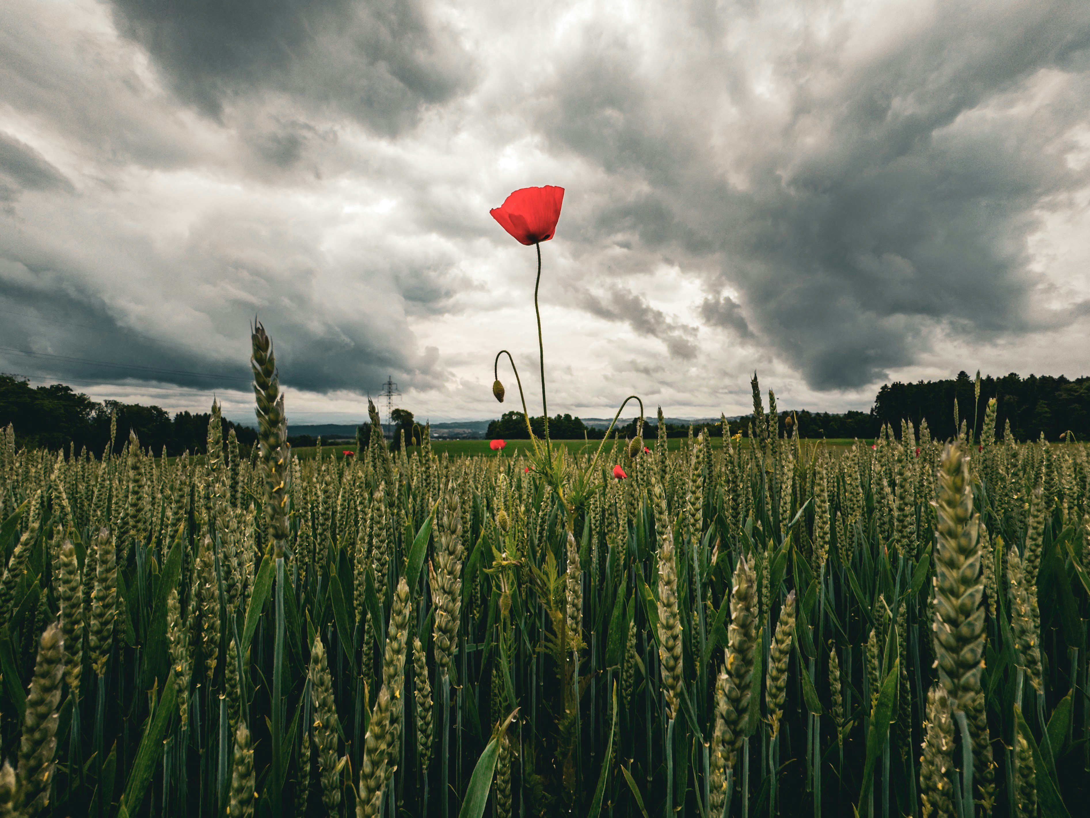 A red poppy stands alone in a field.