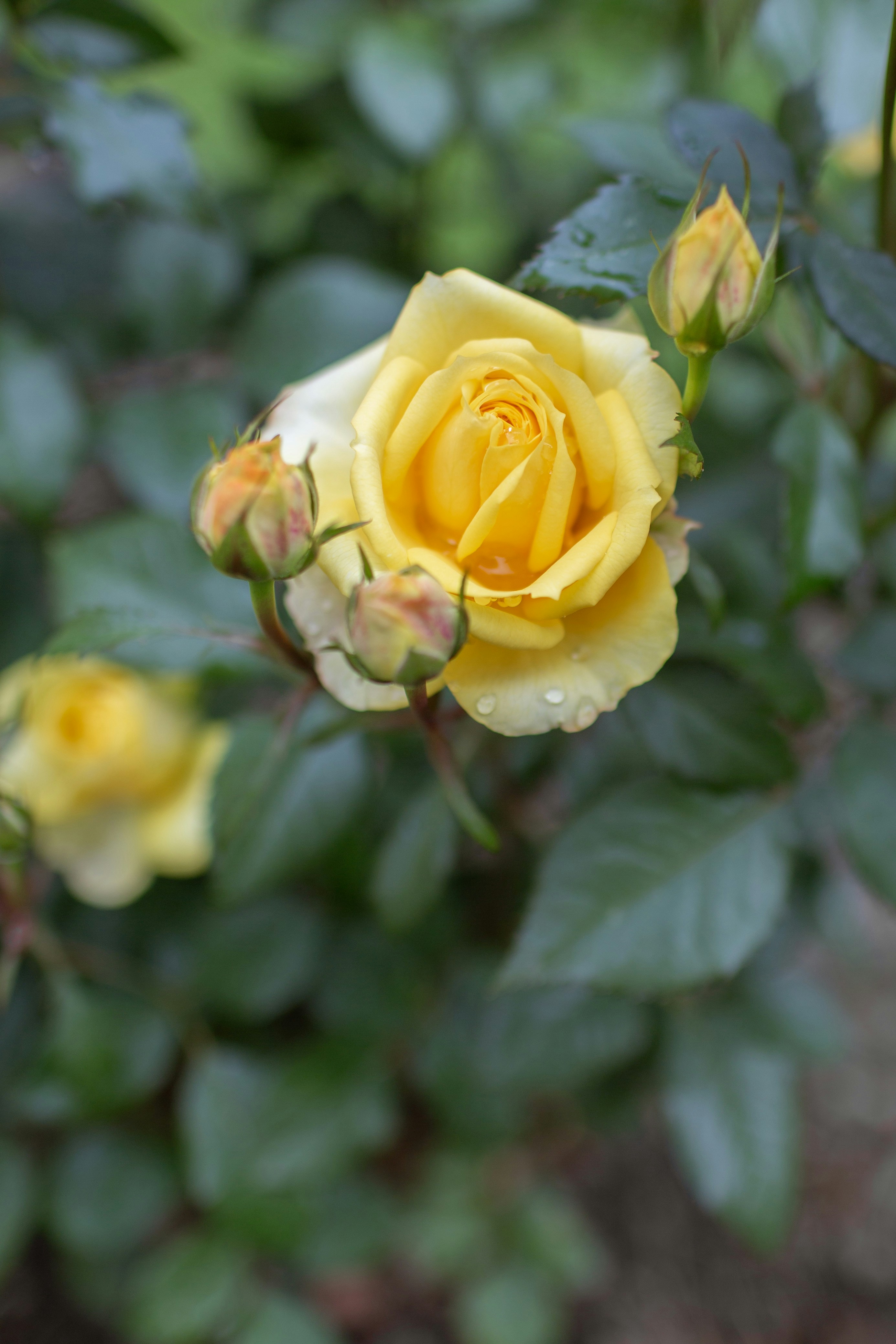A beautiful yellow rose is blooming. photo – Free Yellow rose Image on  Unsplash, image size:3000x4501