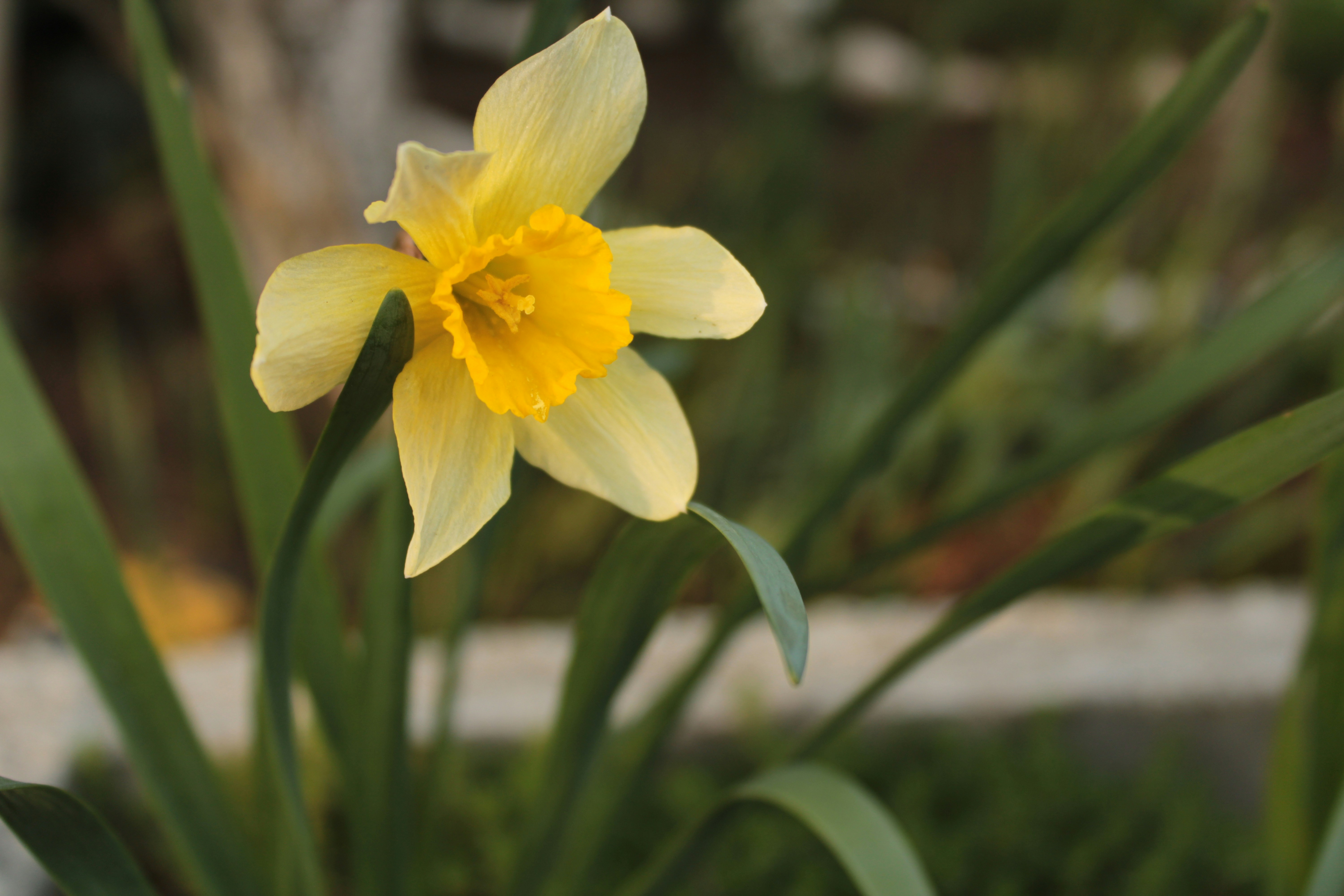 Photo by thorai9akira