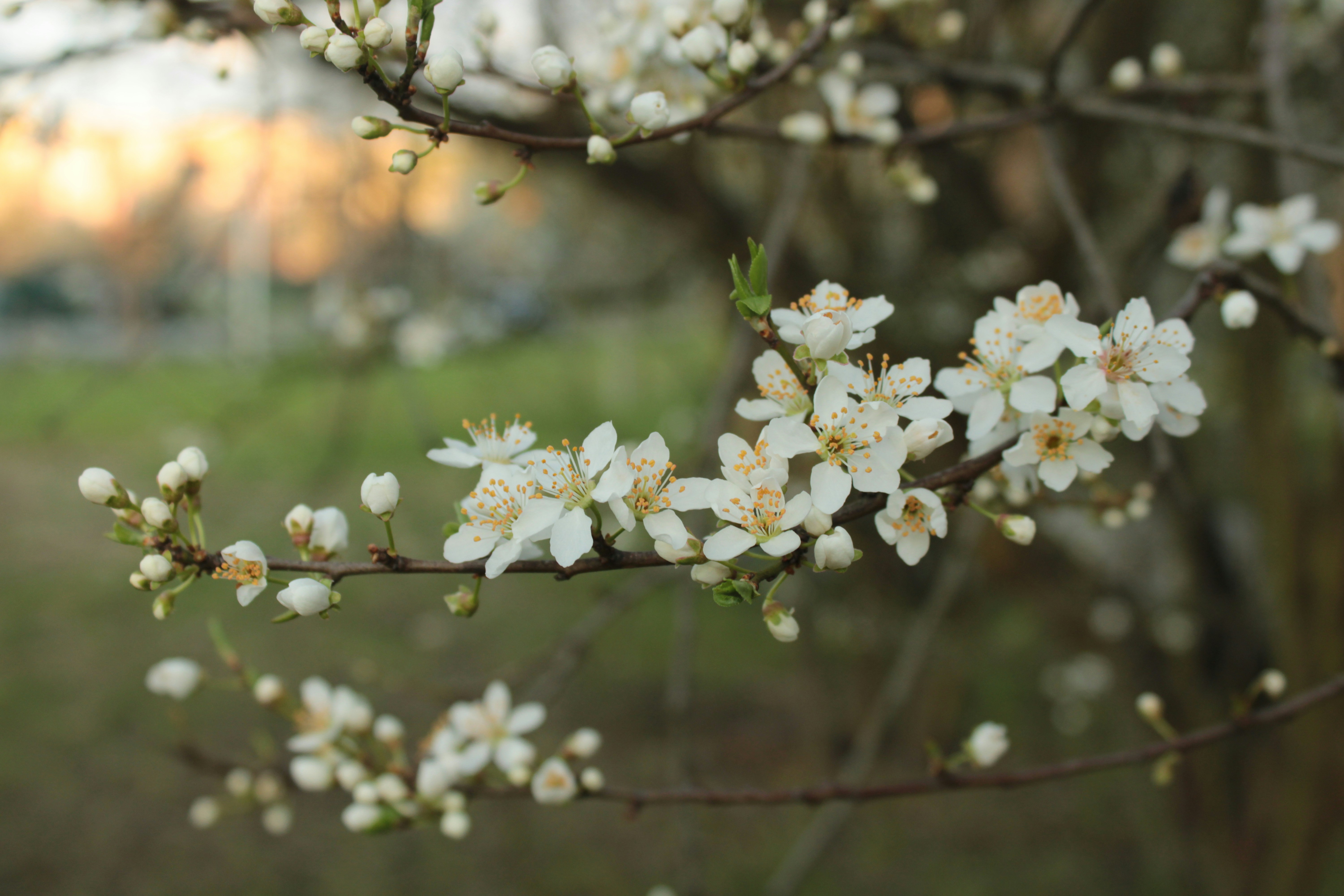 Photo by thorai9akira