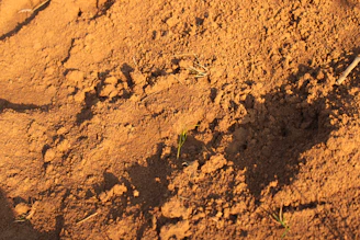 Close-up of dirt and some small, green grass.