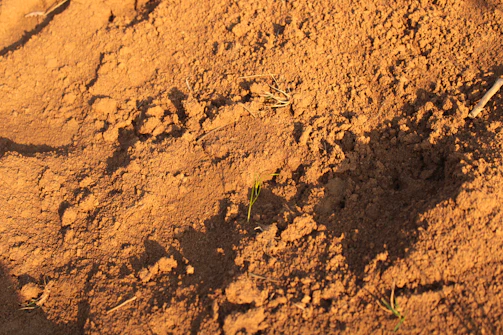 Close-up of dirt and some small, green grass.