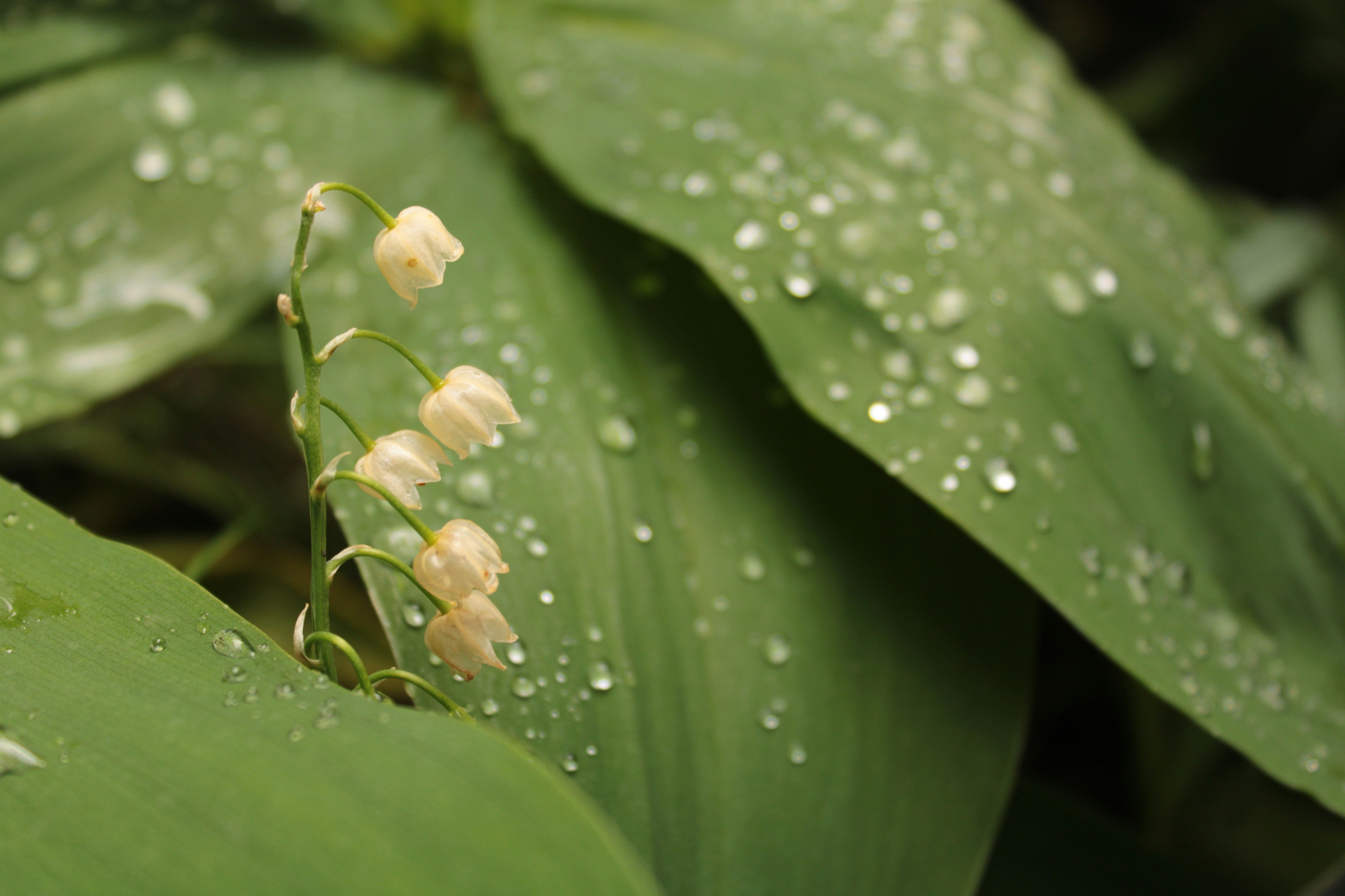 Photo by thorai9akira