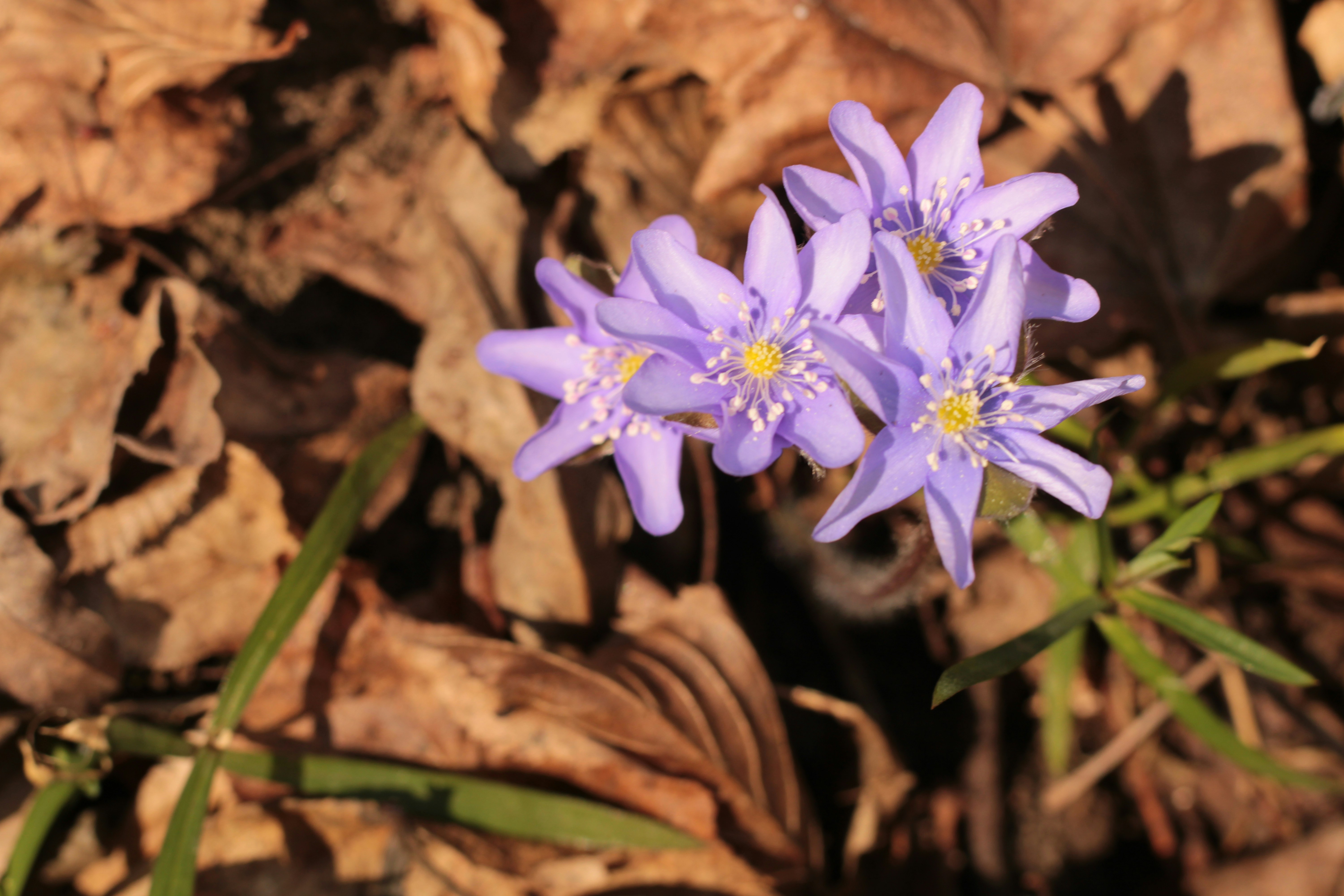 Photo by thorai9akira