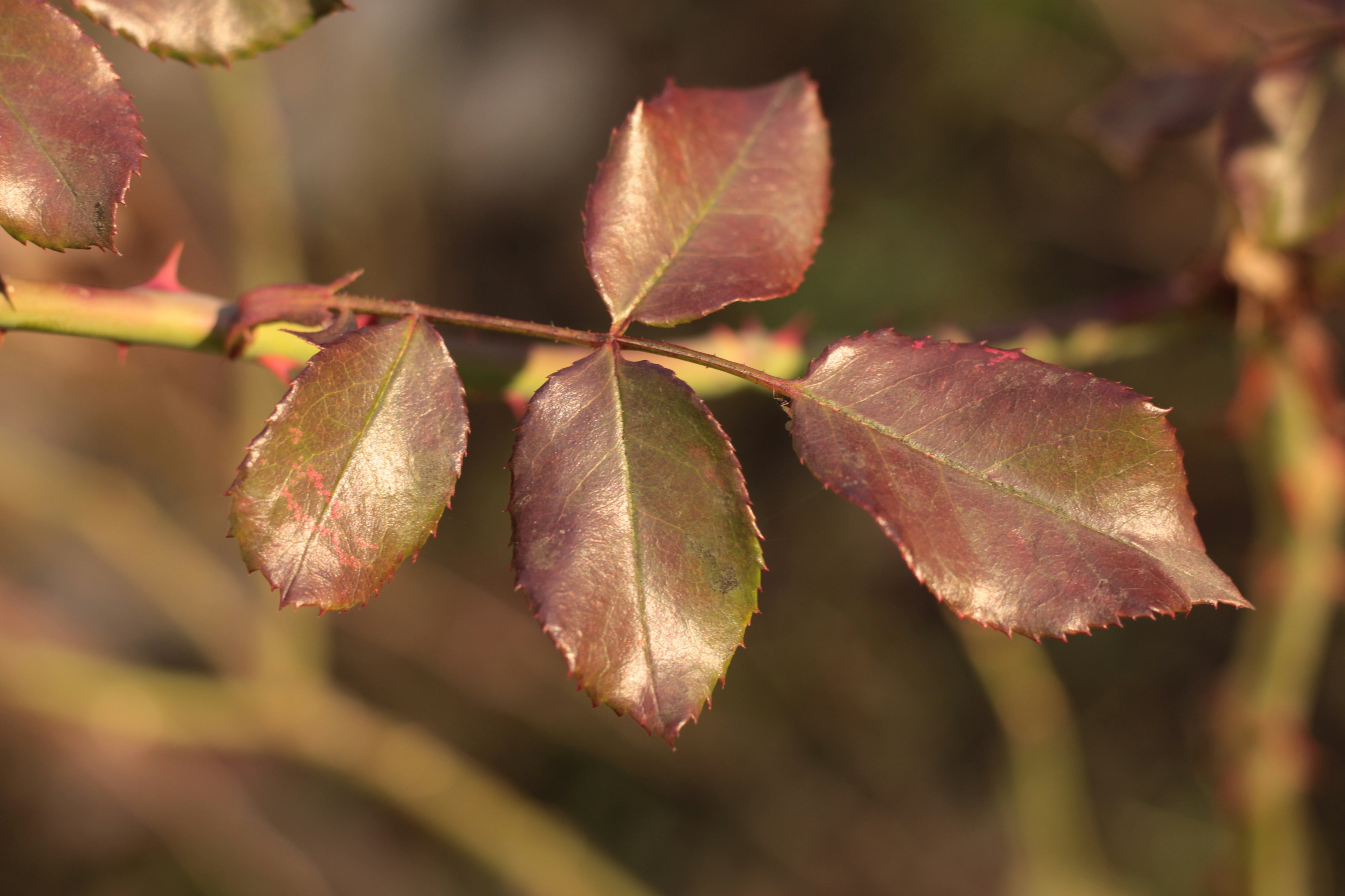 Photo by thorai9akira