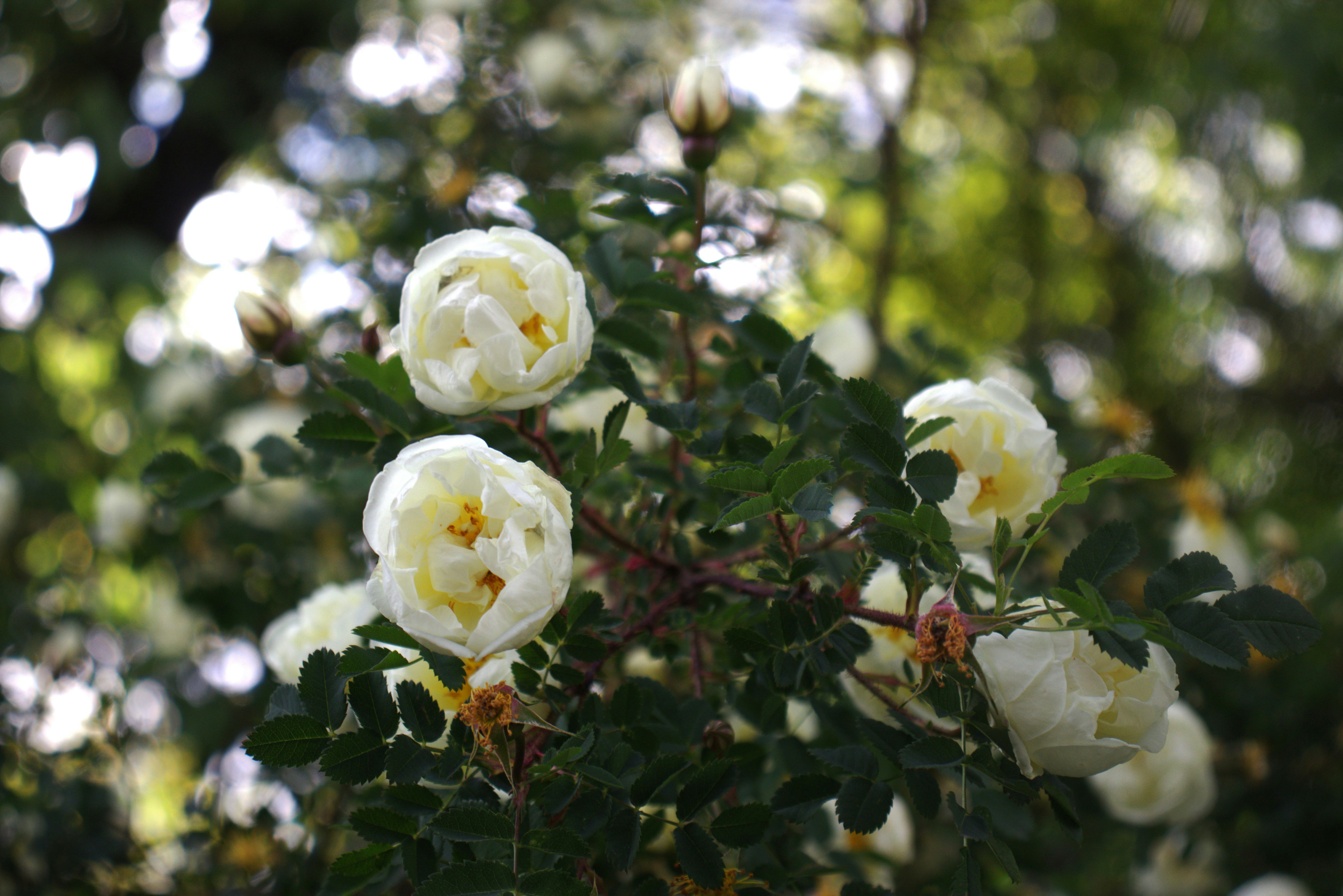 Photo by stasiaspark