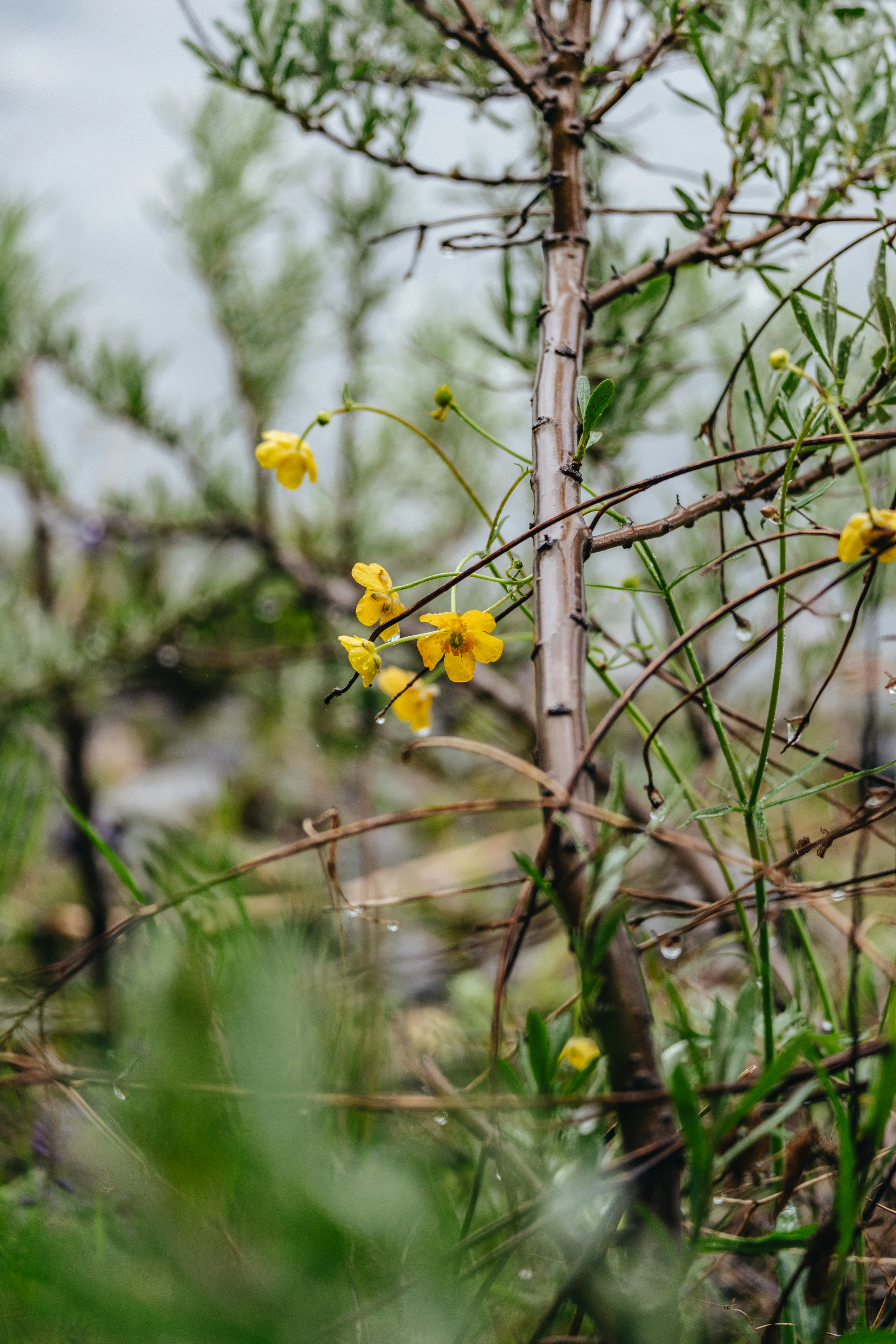 Yellow flowers bloom amidst green foliage.