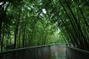 A walkway leads through a lush bamboo forest.