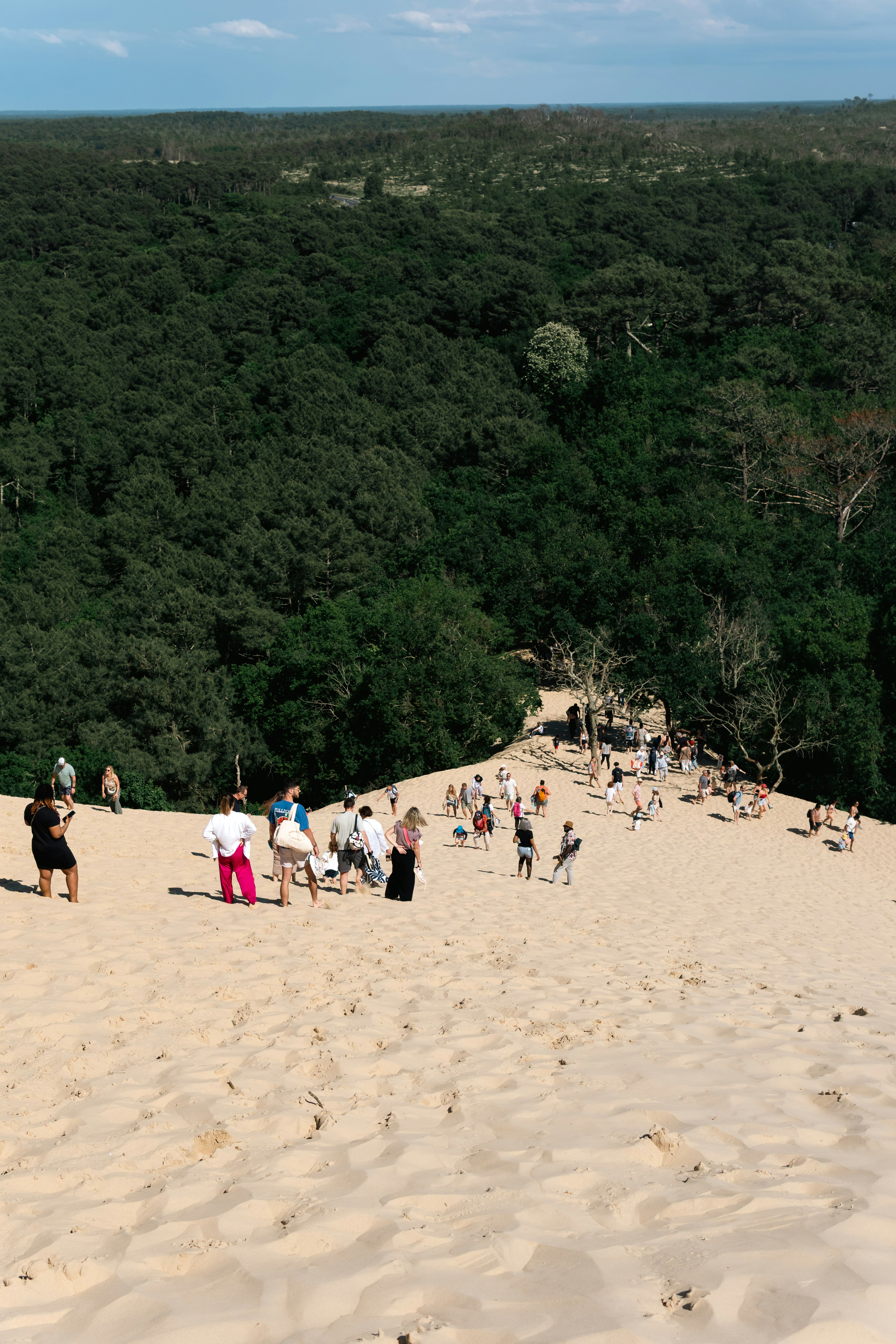 La gente se para en una duna de arena con un fondo de bosque.