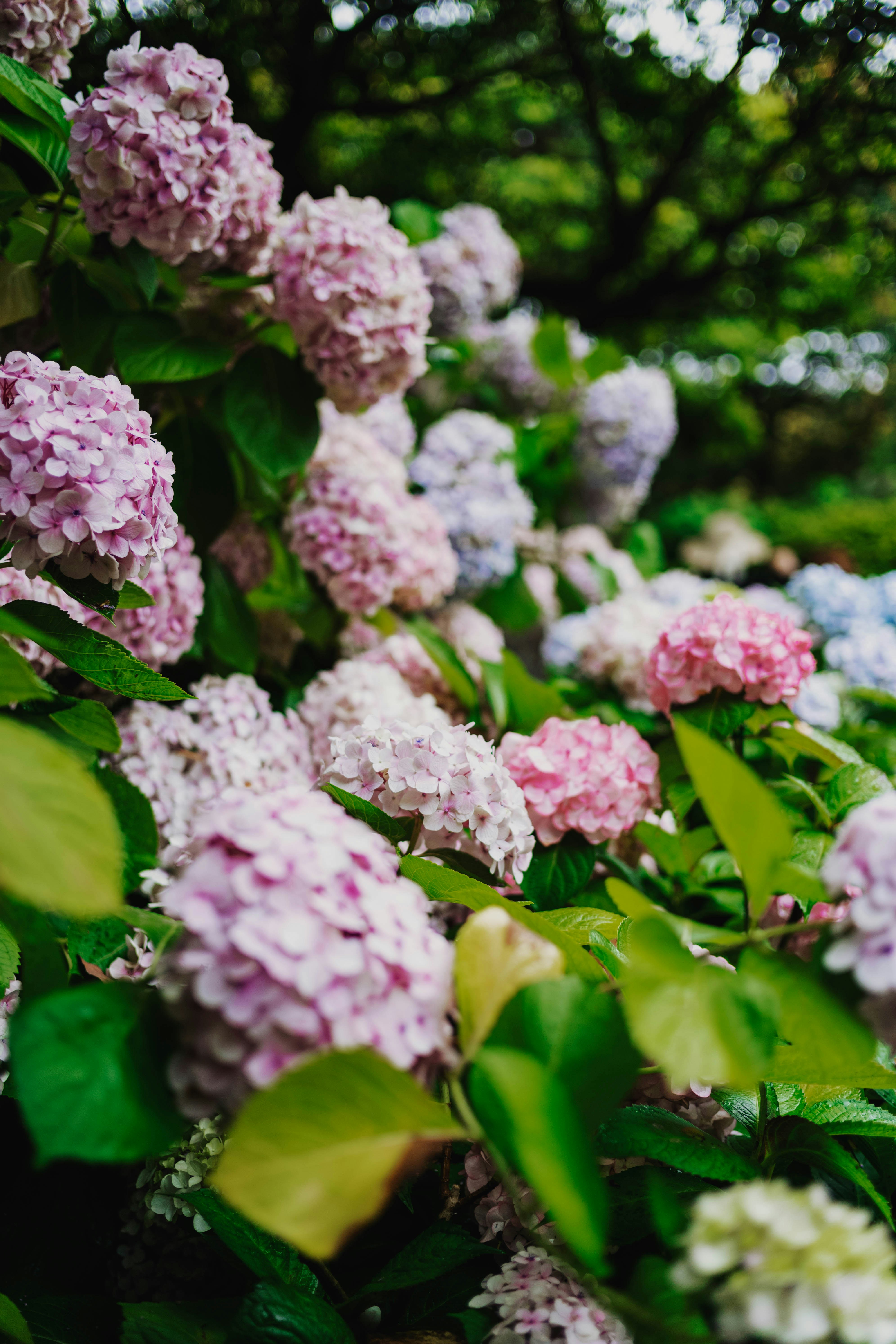 Photo by tommaomaoer