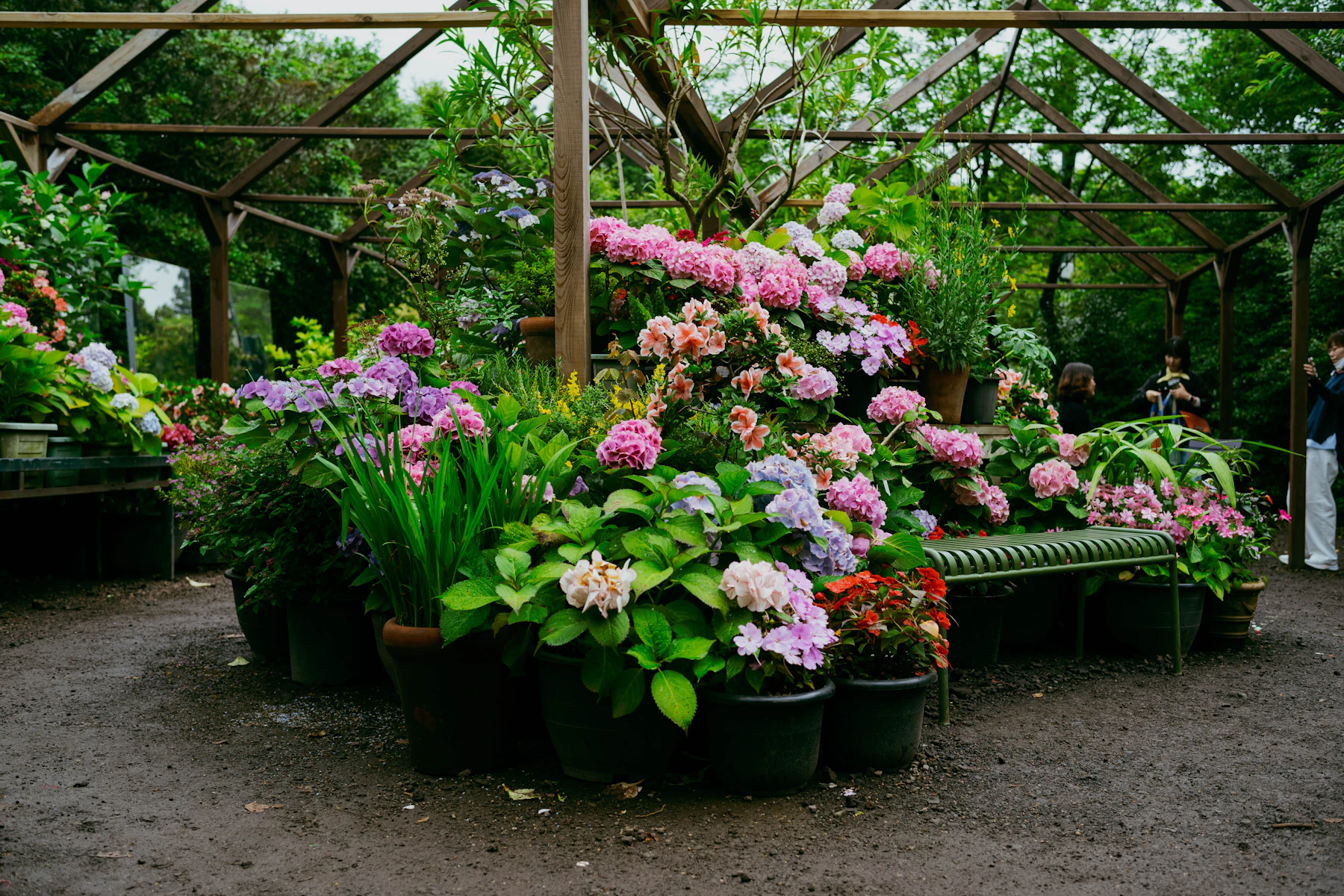 A beautiful garden filled with colourful flowers