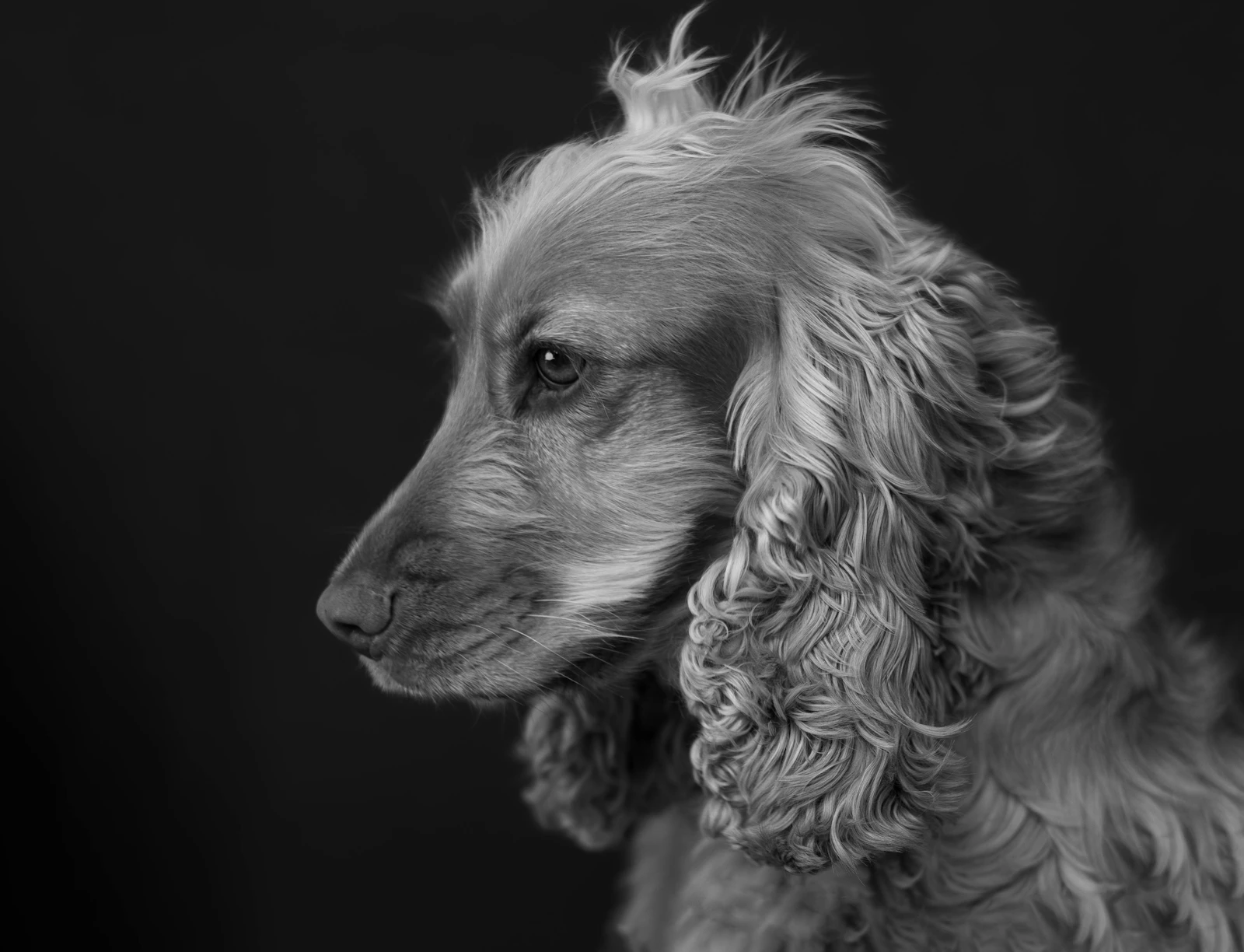 Retrato de un cocker spaniel en blanco y negro