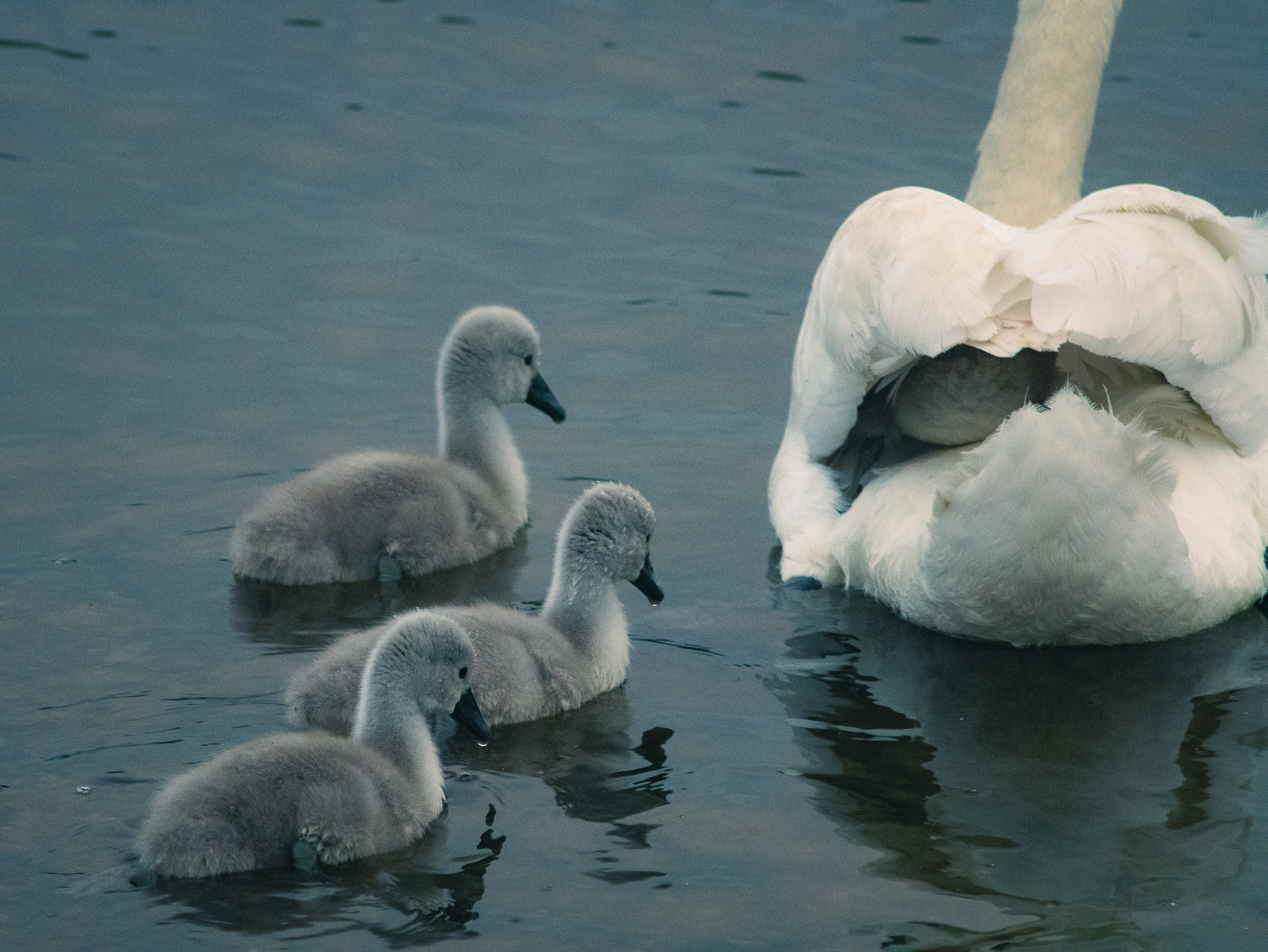 Swans swim in the water with their young.