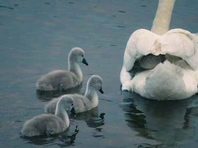 Swans swim in the water with their young.