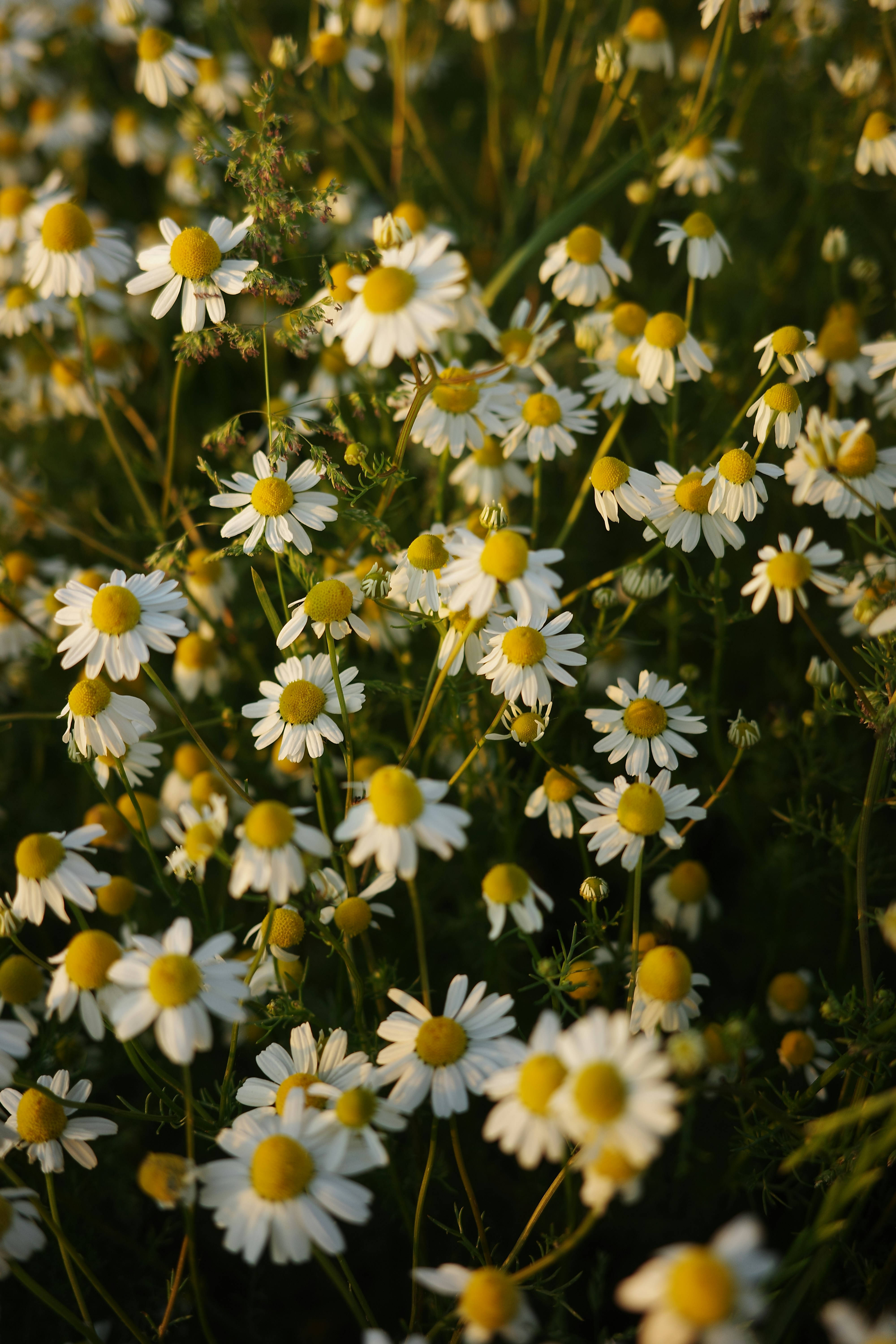 Photo by lpauwels