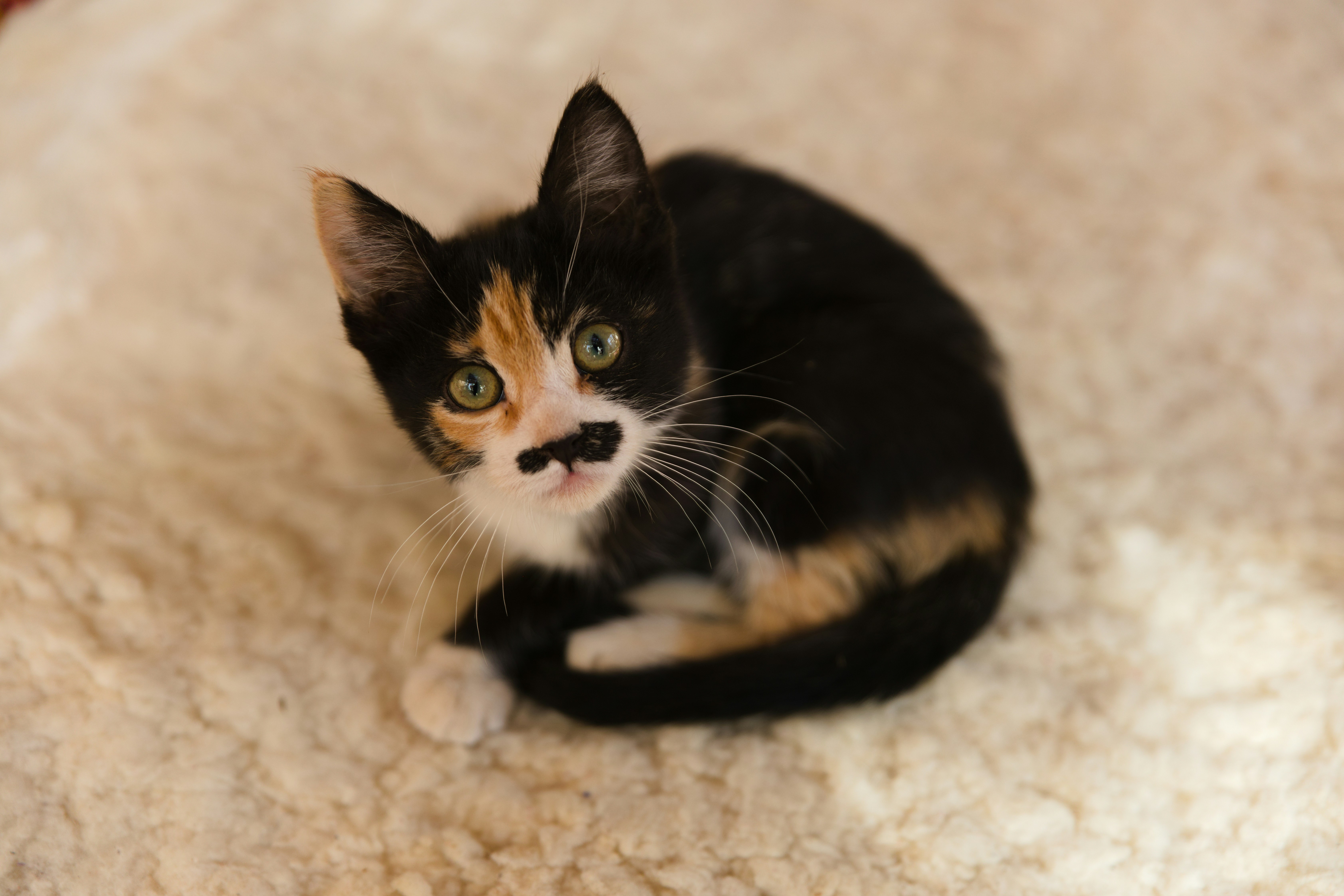 A cute calico kitten with a mustache.
