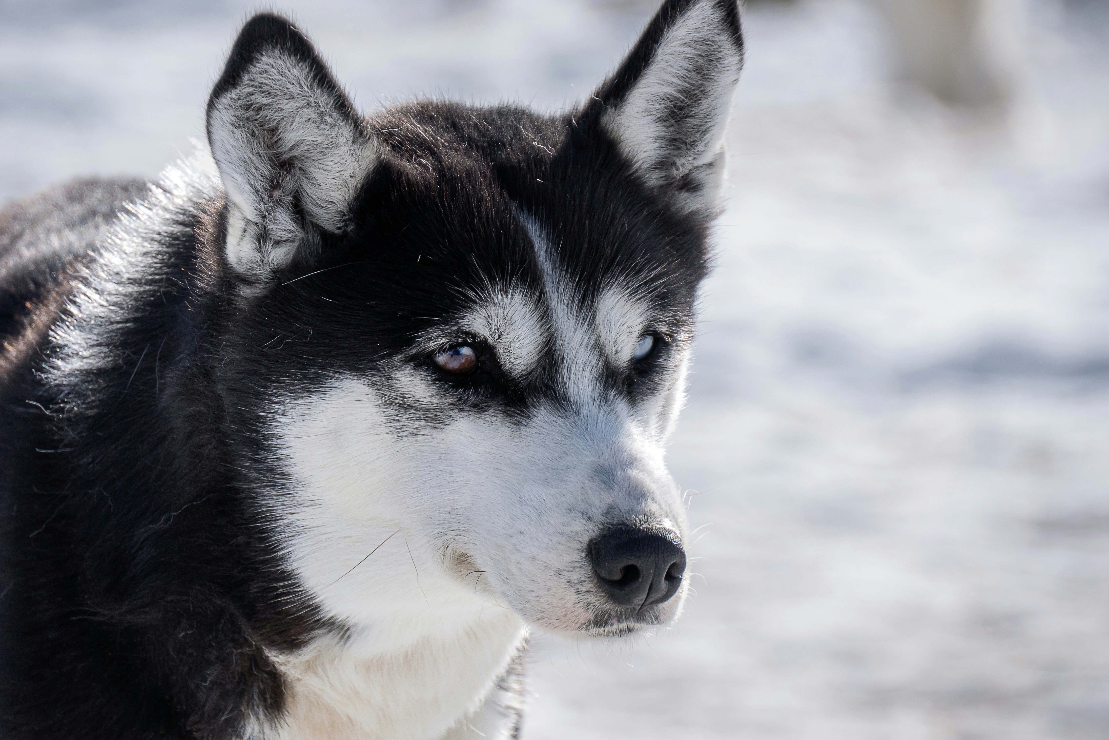 Photo by majklvelner