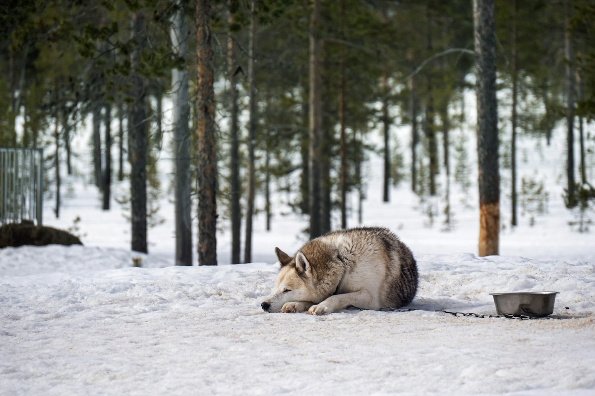 Dog resting in a snowy forest - stainless steel heated water bowl for outdoor dogs