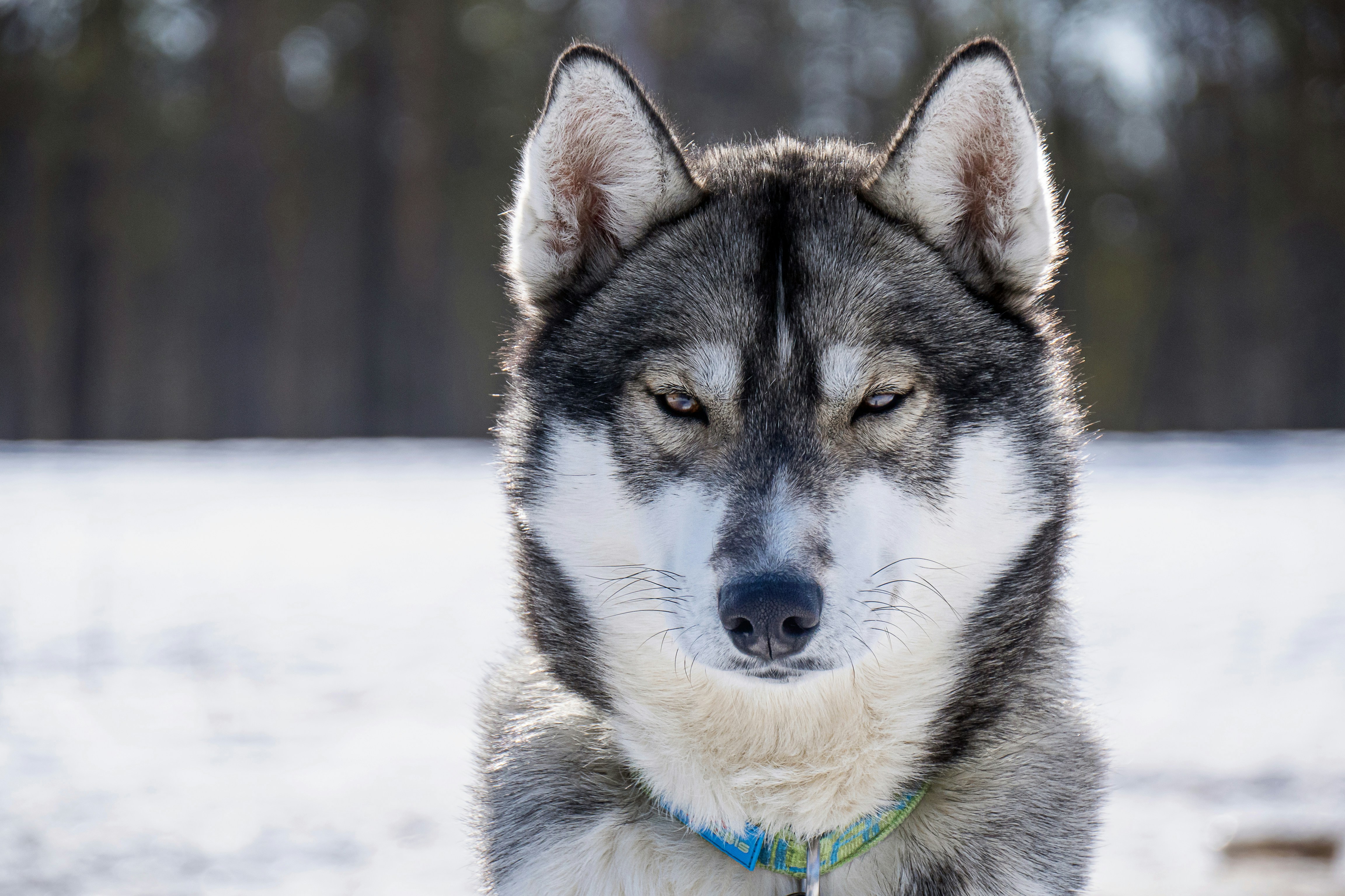 Photo by majklvelner