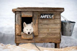 A husky sleeps peacefully inside of its dog house.