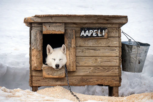 A husky sleeps peacefully inside of its dog house.