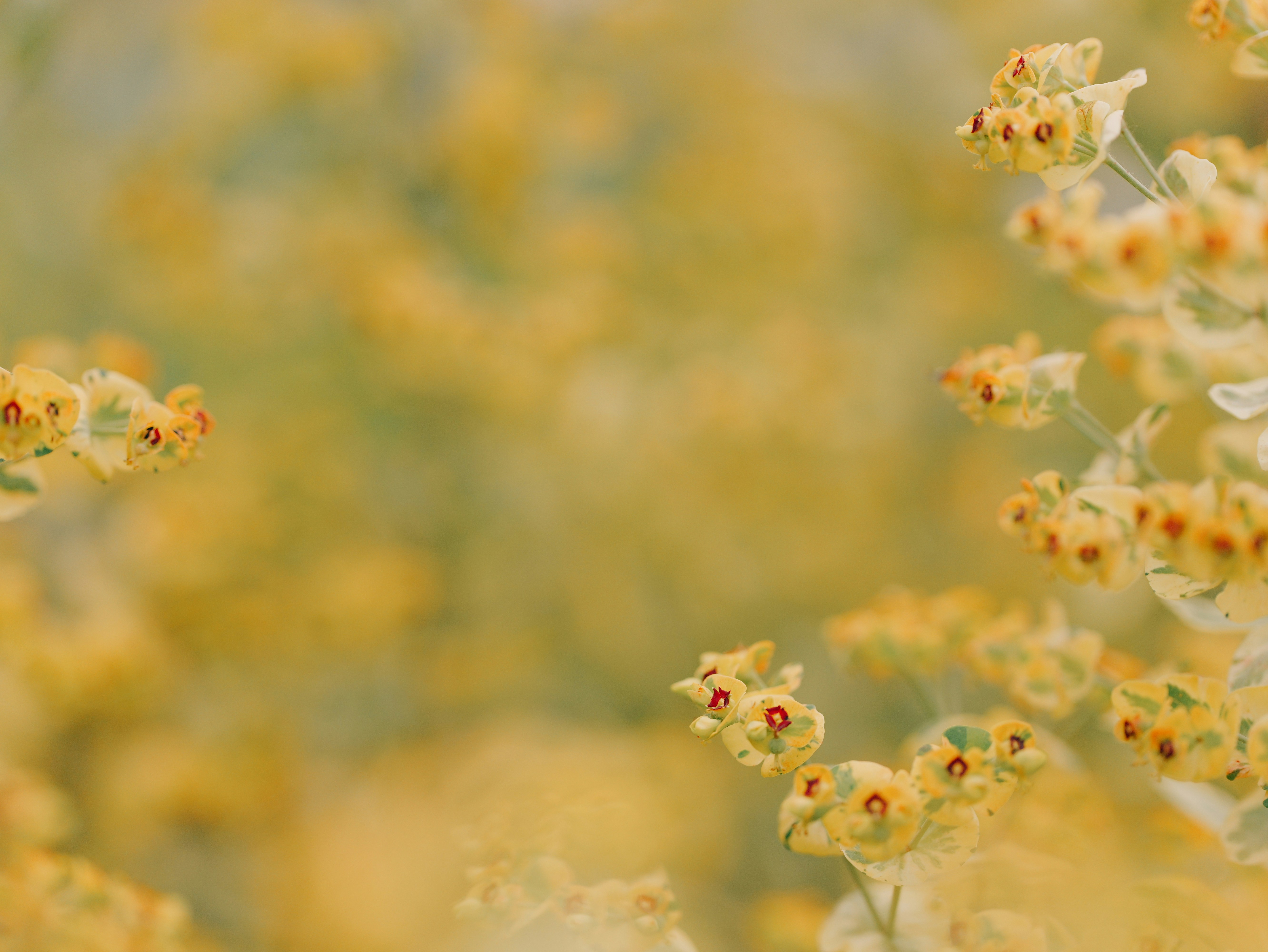 What Is Licensed Doc Translation And Do I Need It?