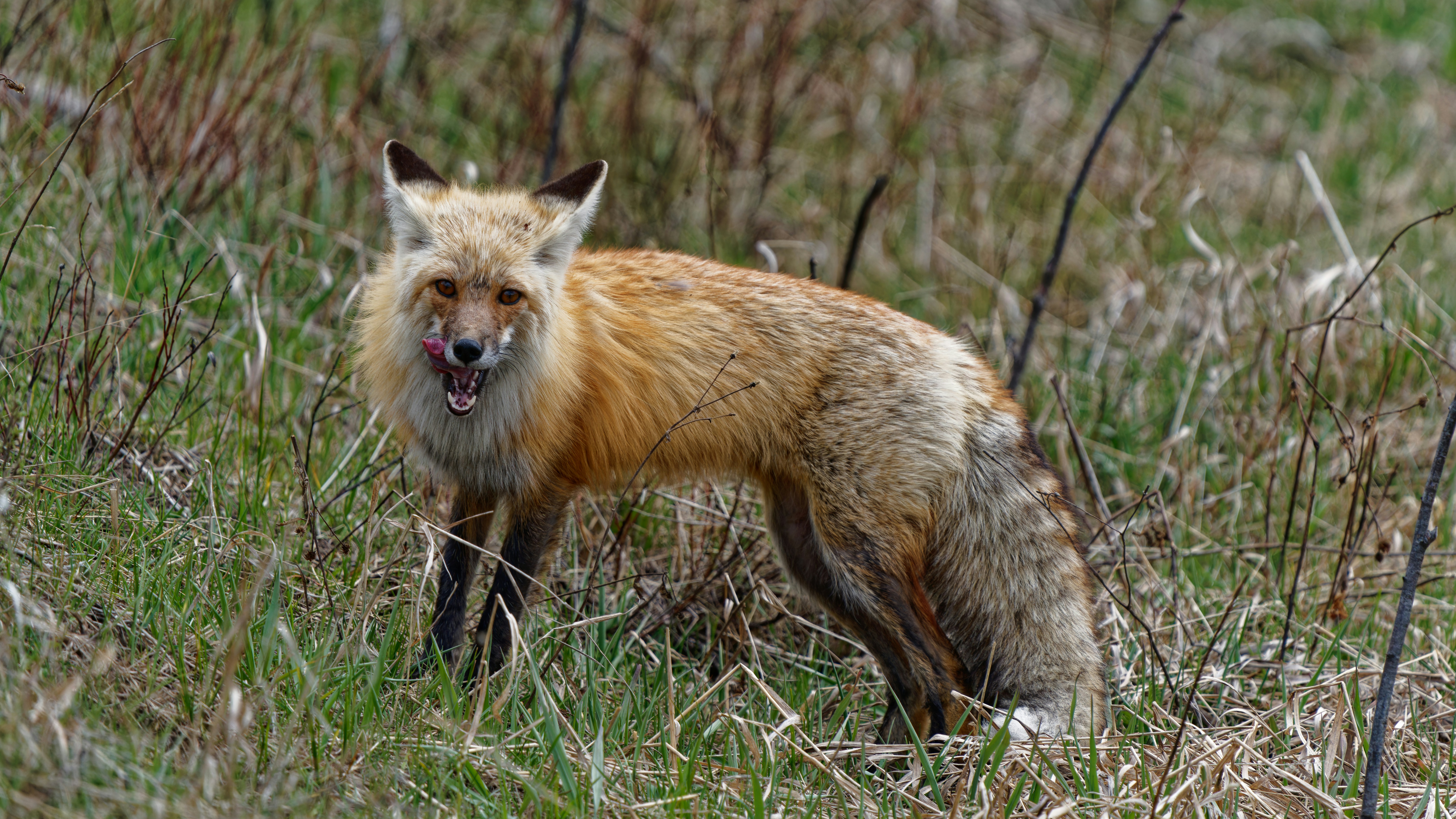 South Dakota - Badlands Fox Paradise (image credits: unsplash)