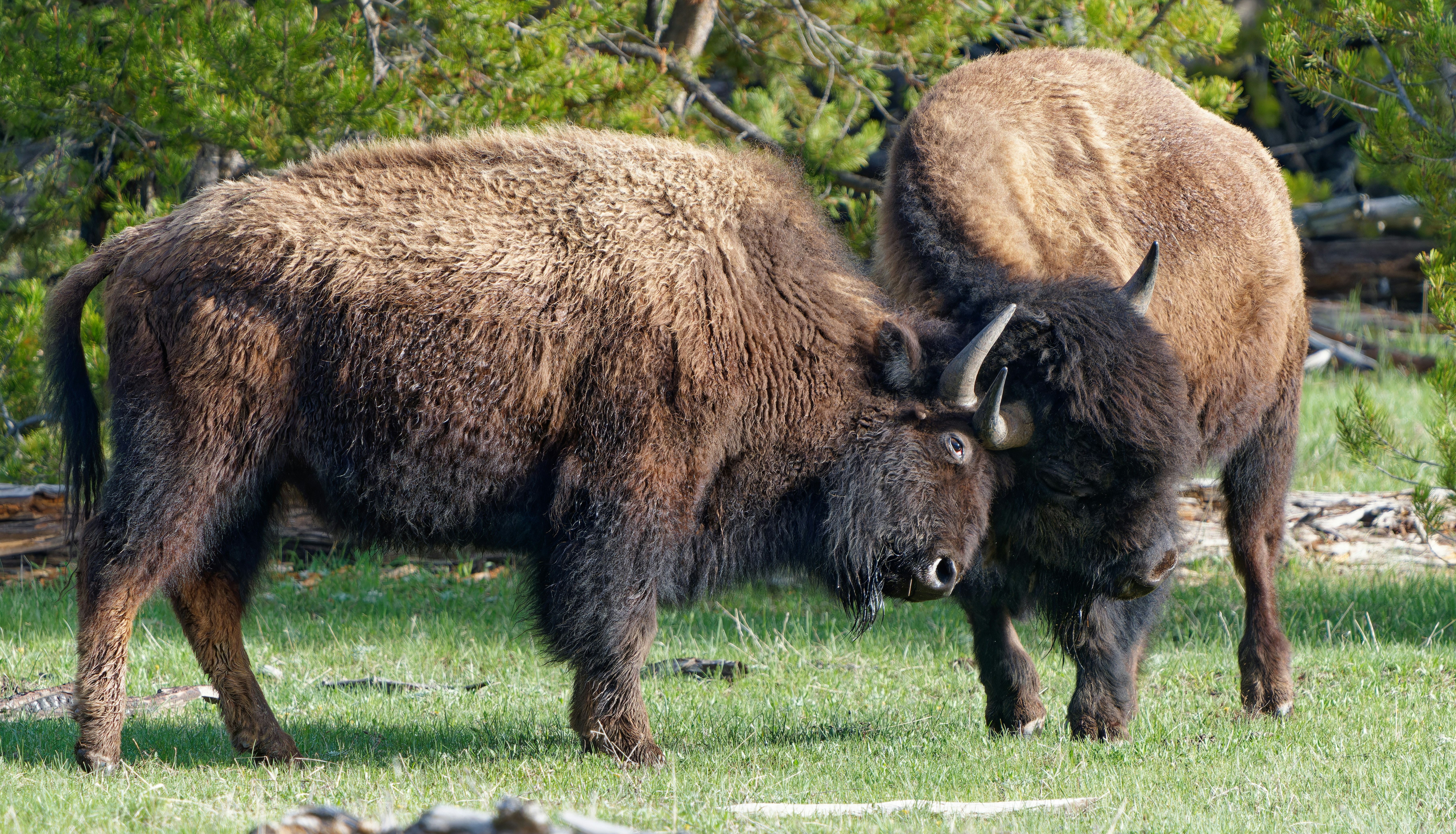 Photo by patrickbigelow_zoom_in