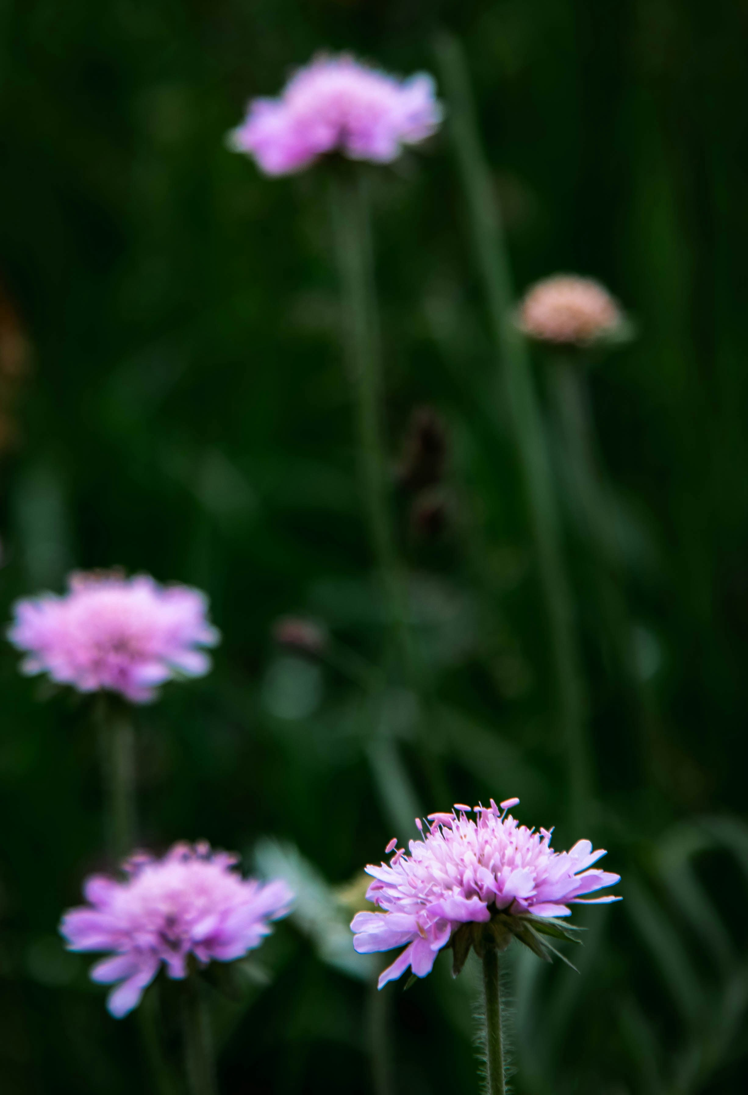Photo by hdbernd