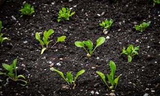 Young seedlings sprout from fertile soil.