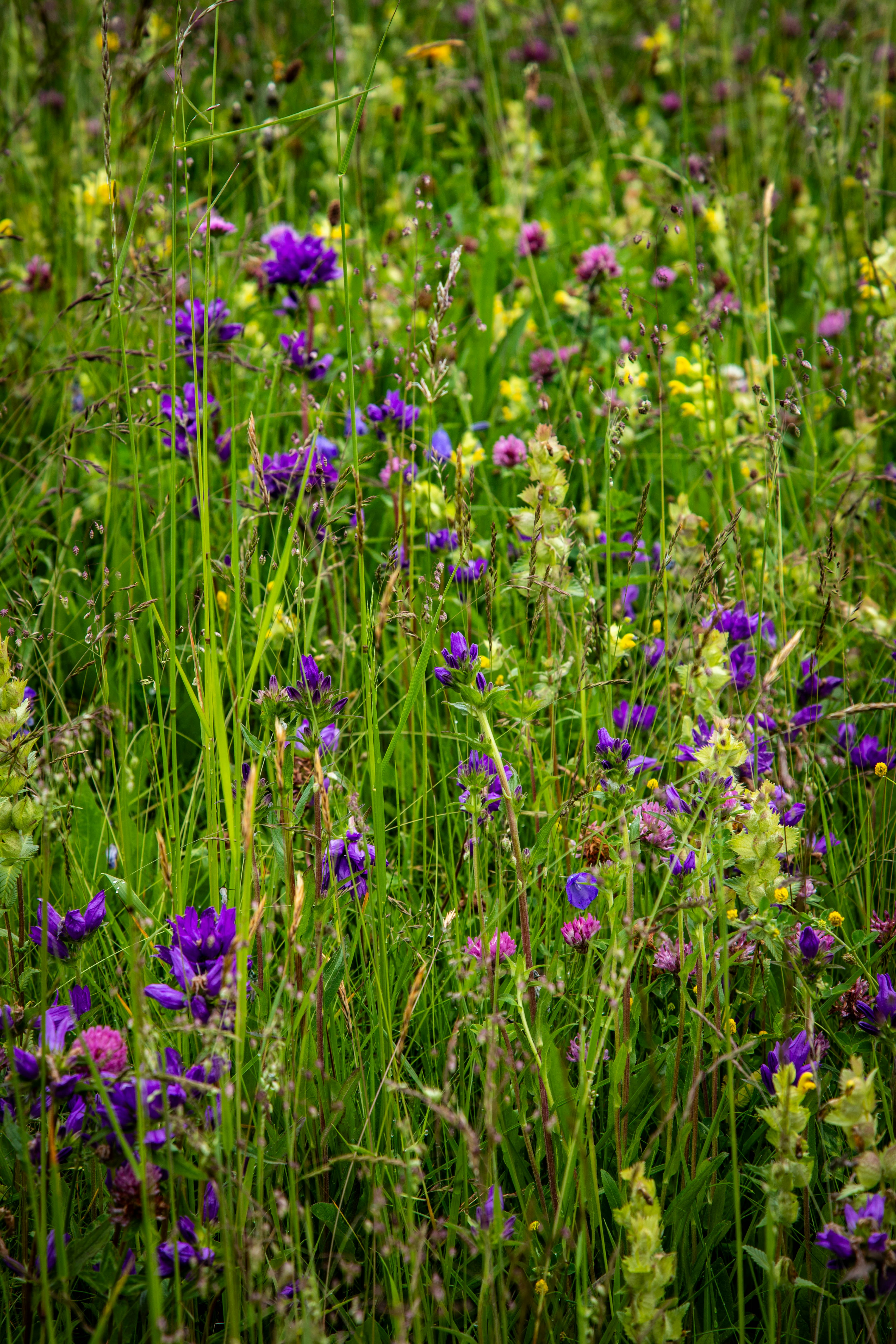 Las flores silvestres florecen en una pradera exuberante y vibrante. foto –  Imagen de Flor gratuita en Unsplash, image size:3000x4500