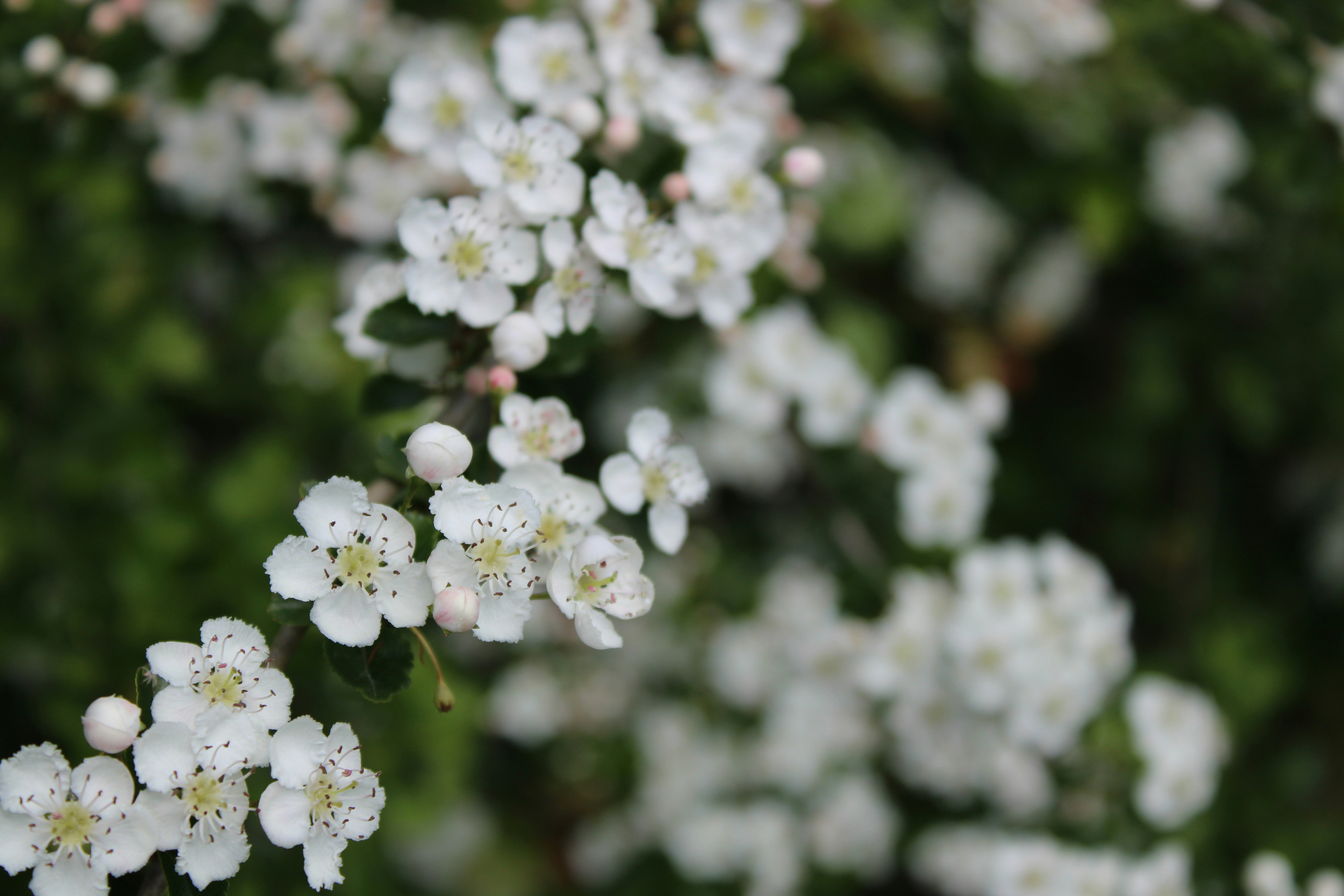 Photo by vinsdebourgogne