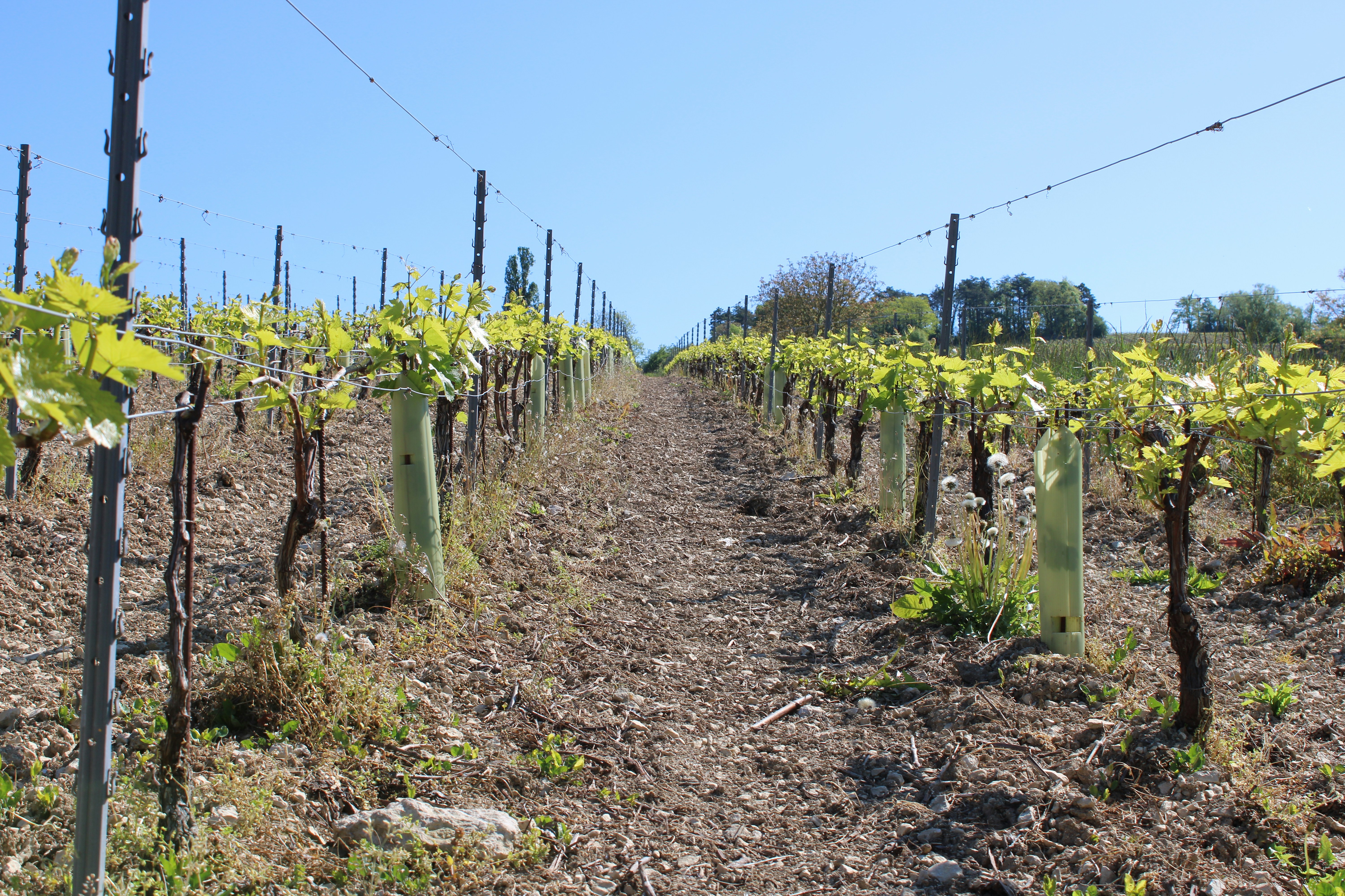 Vineyard rows stretch out under a bright blue sky.