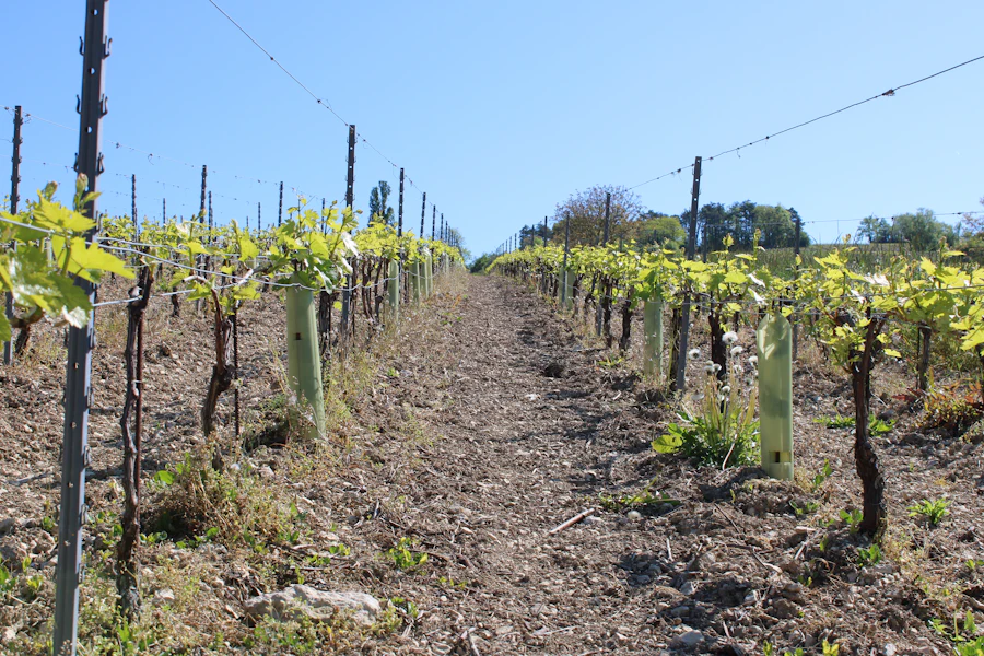 Fileiras de vinha de Pinot Noir sob céu azul na Borgonha