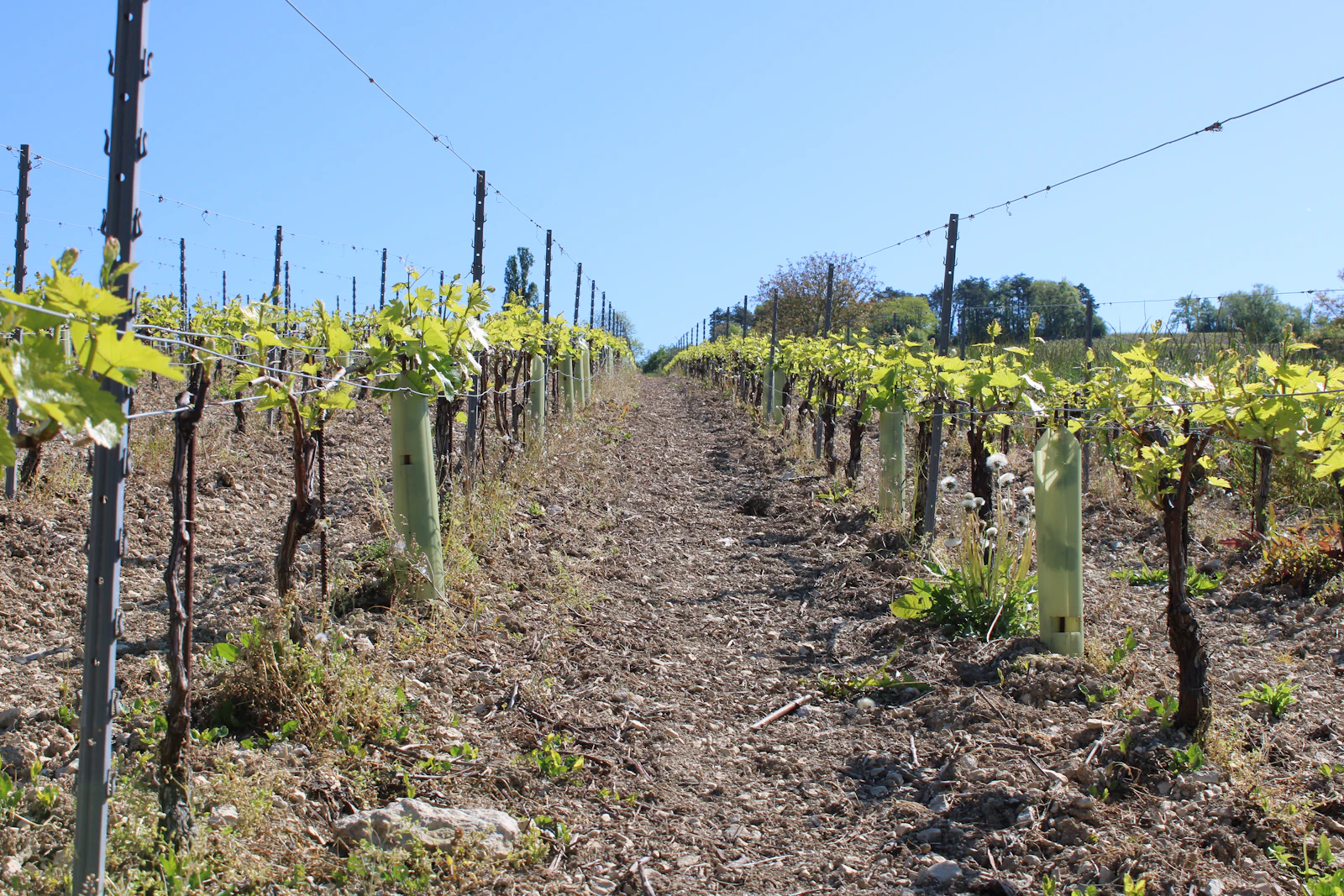 Sunlit vineyard rows on a slope