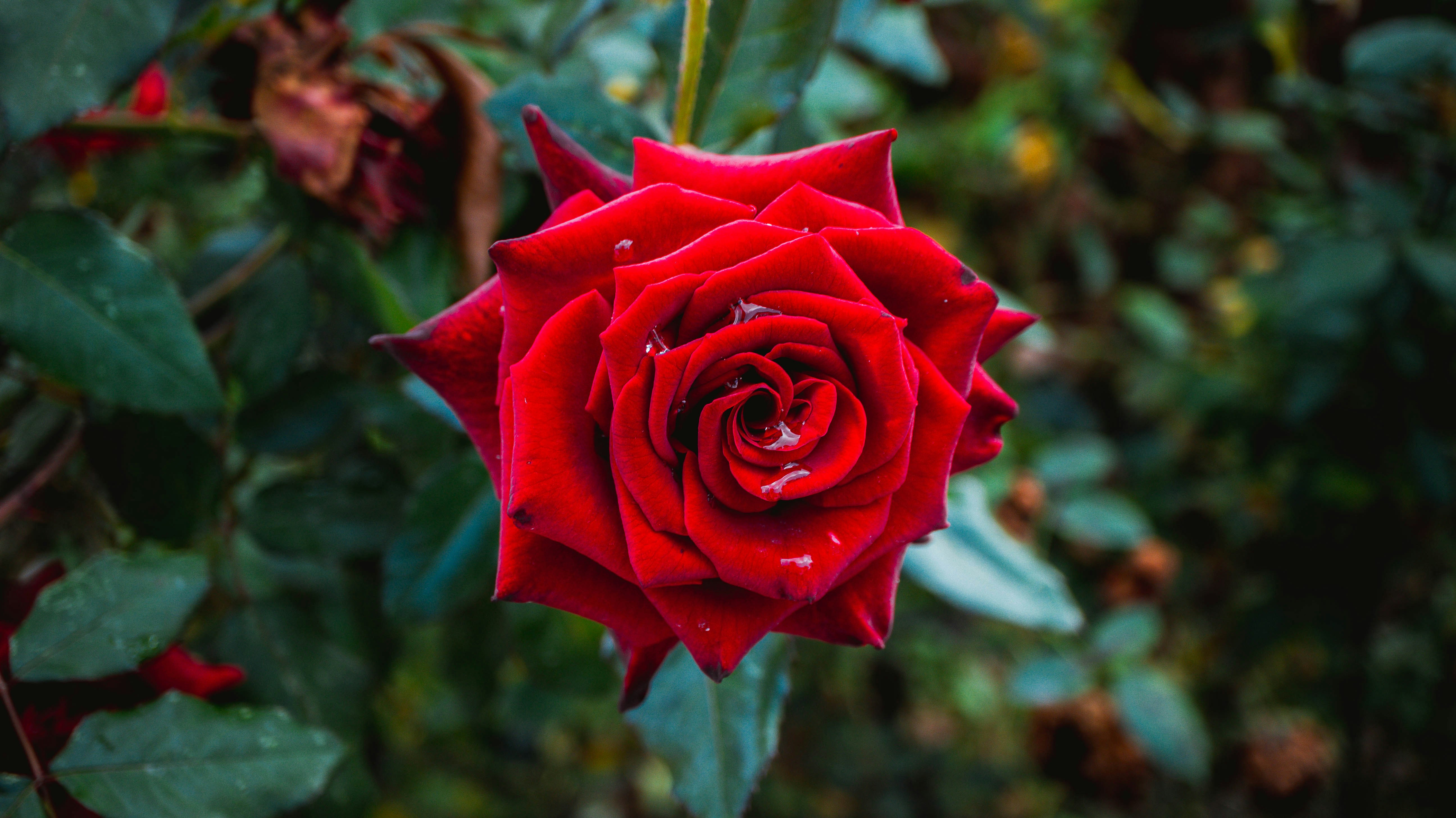 A vibrant red rose blooms amongst greenery. photo – Free Outdoor Image ...