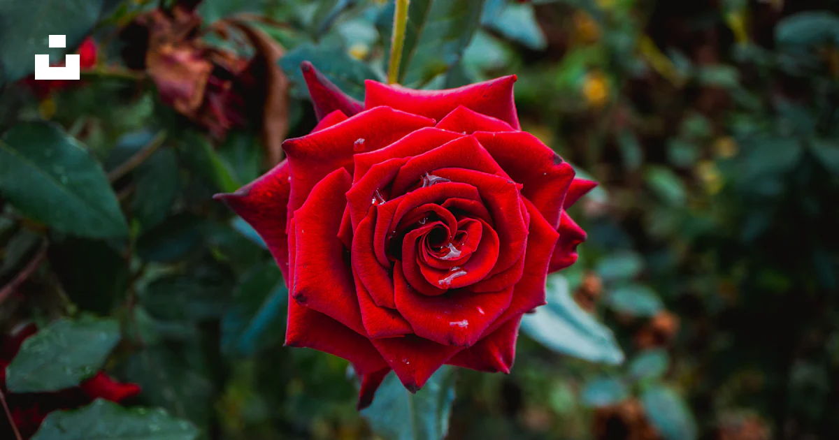 A vibrant red rose blooms amongst greenery. photo – Free Outdoor Image ...